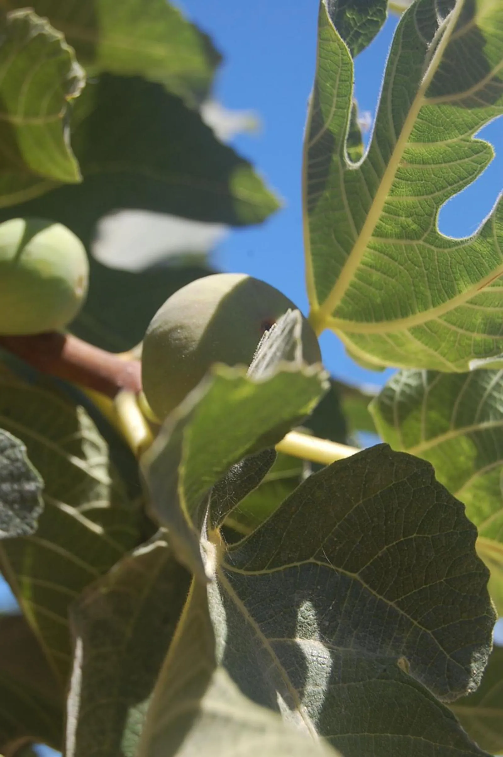 Garden in Violetta Hotel