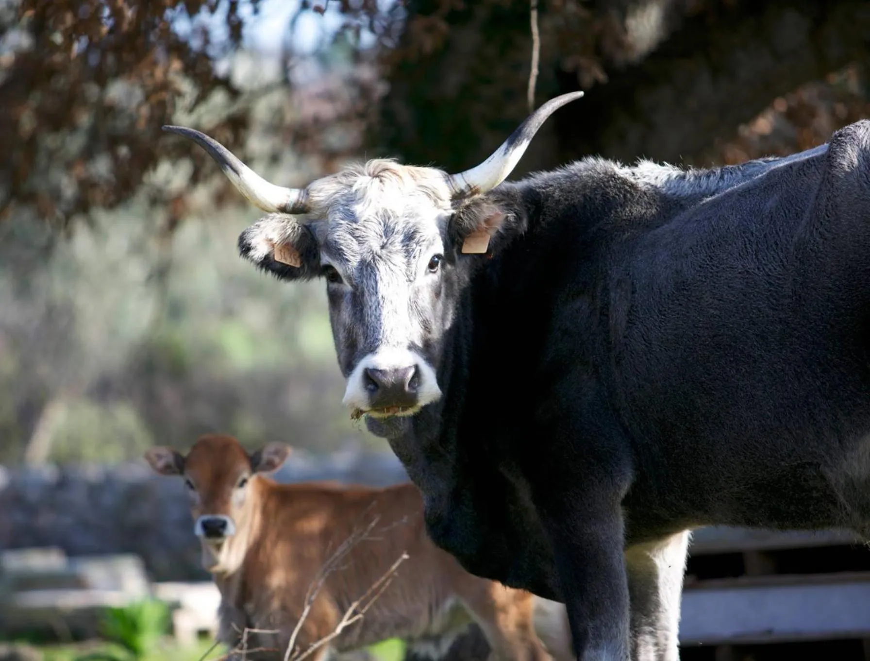 Masseria San Paolo Grande