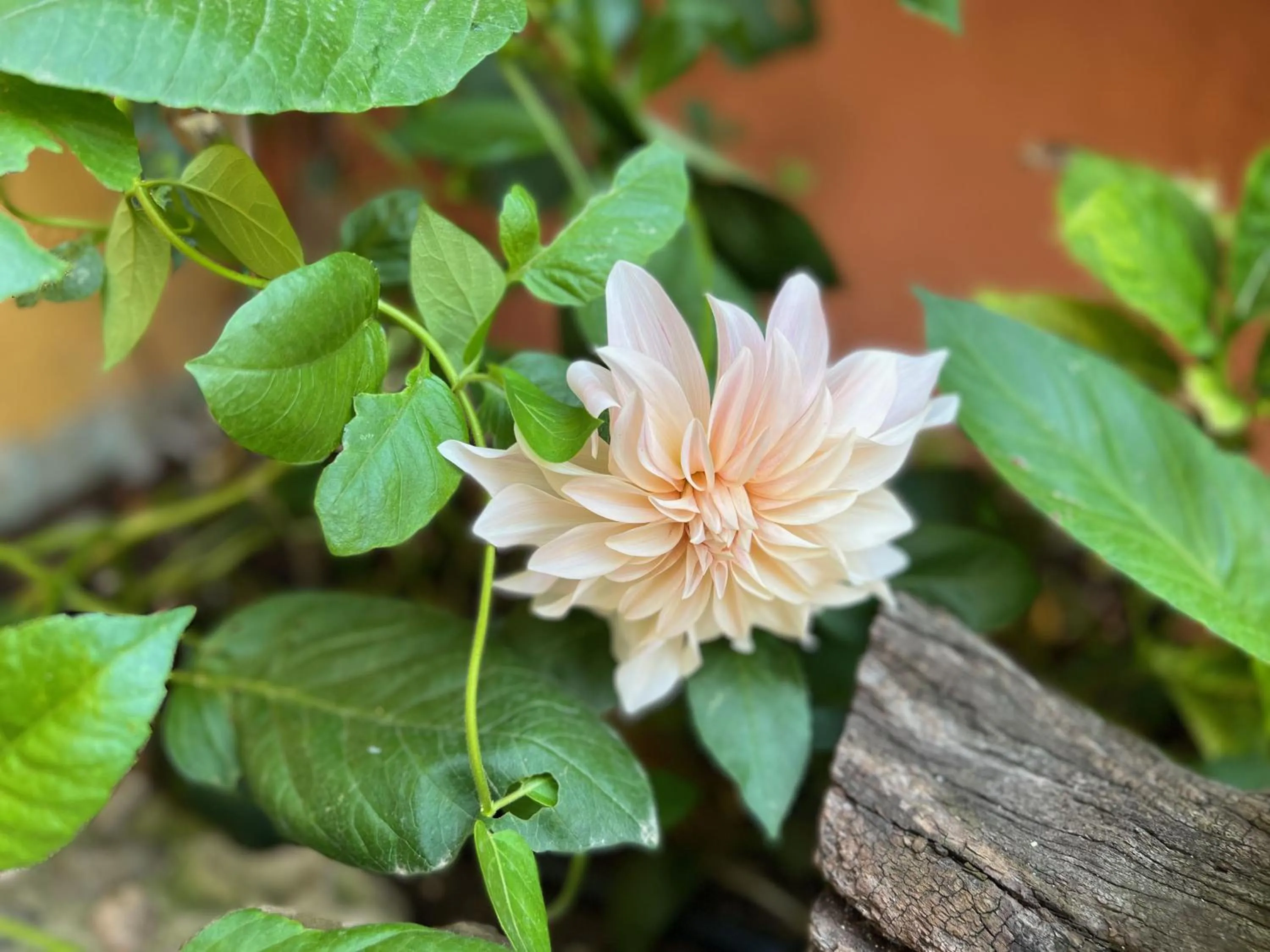 Les Vinyes Alojamiento Rural Boutique & SPA