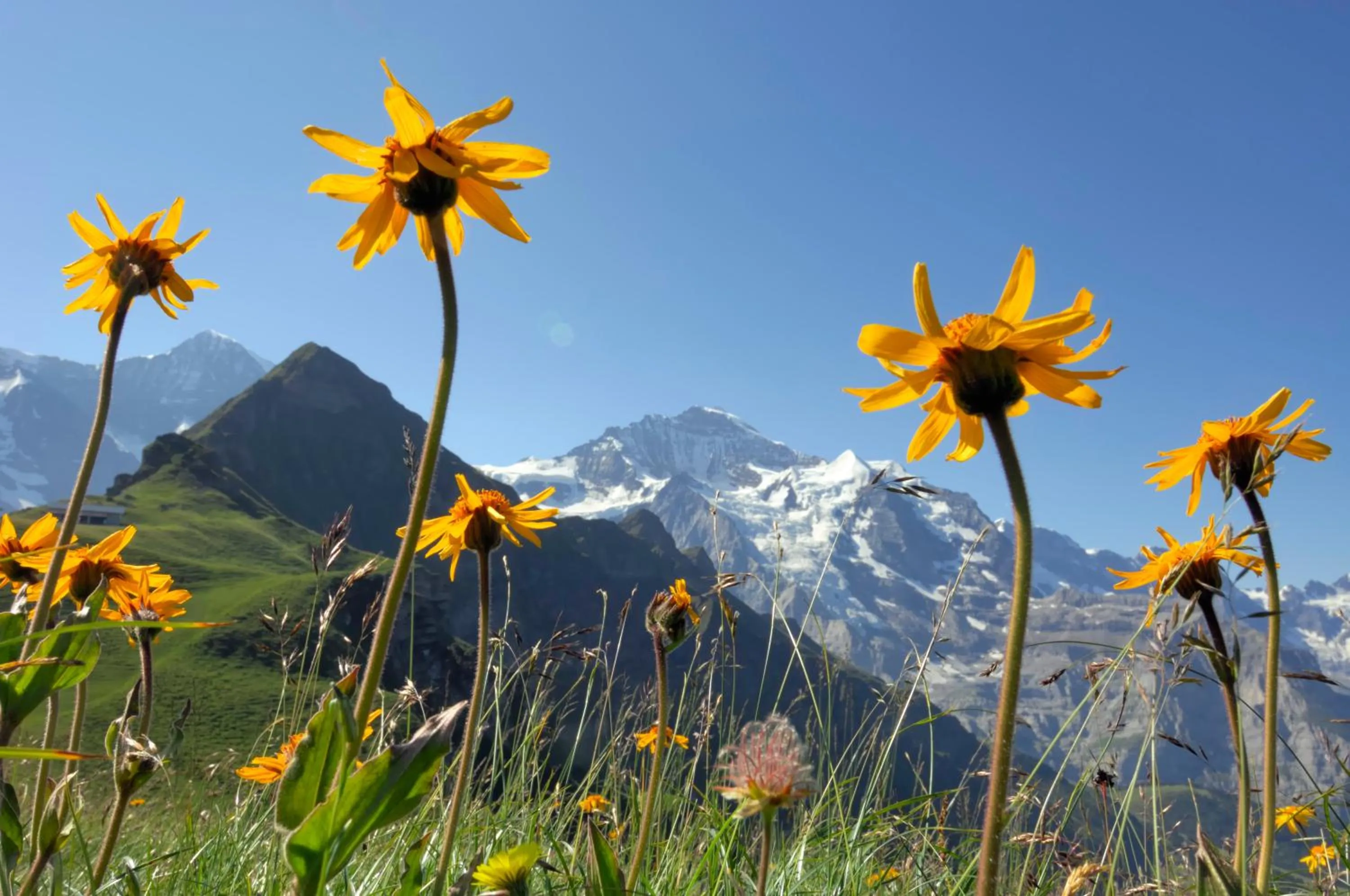Other in Berghaus Männlichen