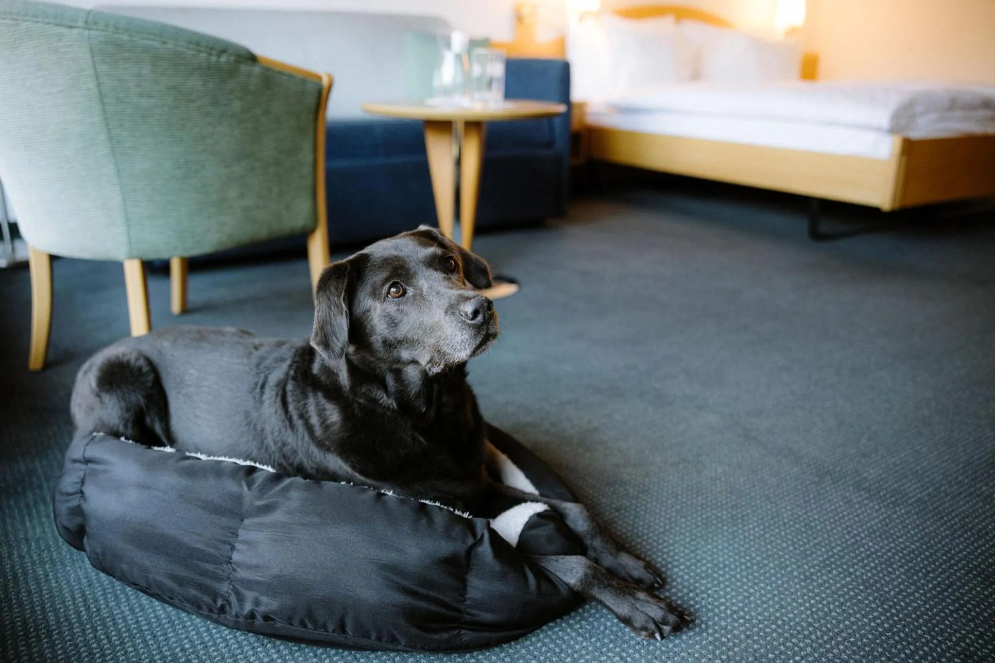 Pets, Bed in Alpine Hotel Perren