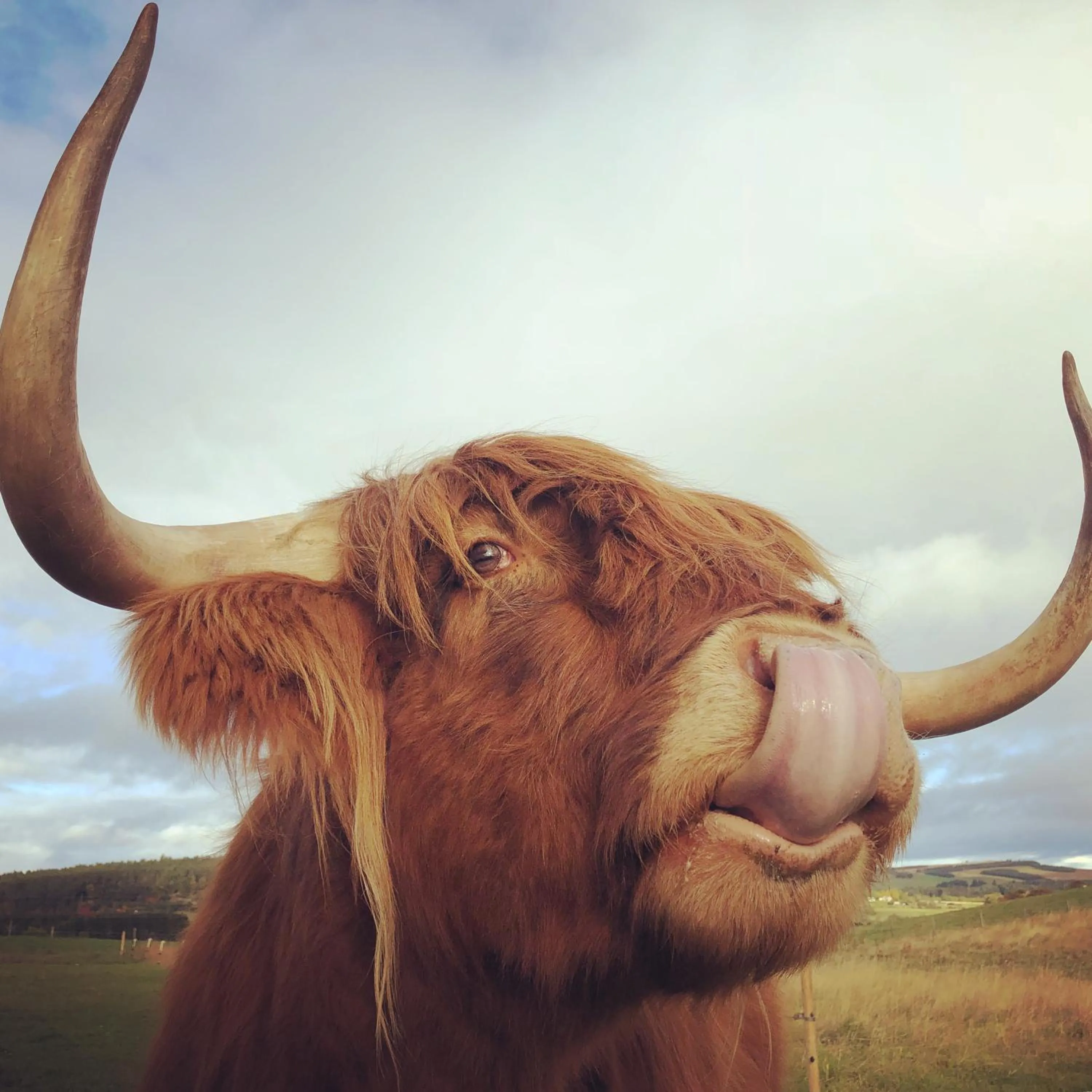 Ravenscraig Guest House