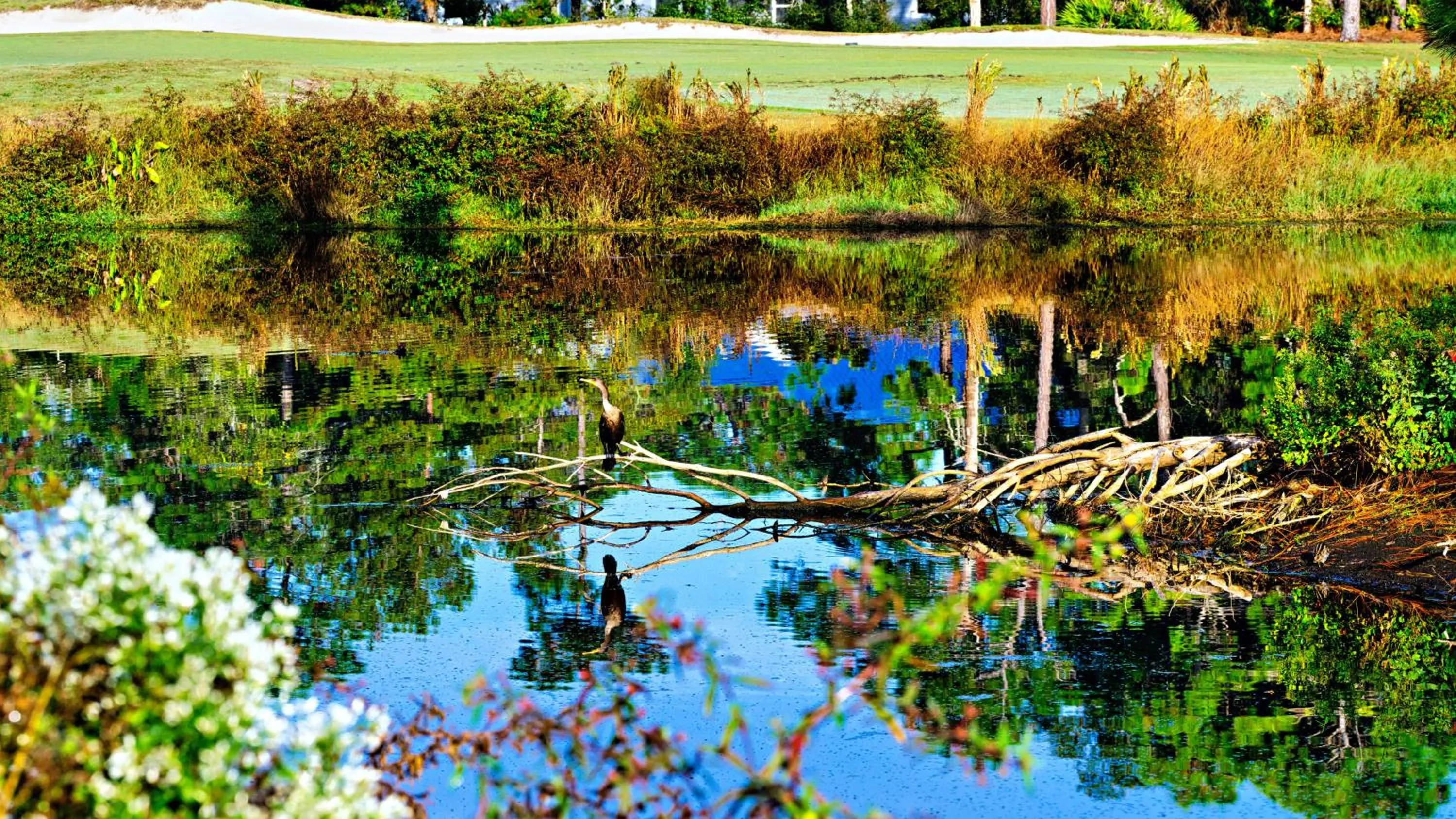 Natural landscape in St James Bay Golf & Pickleball Resort