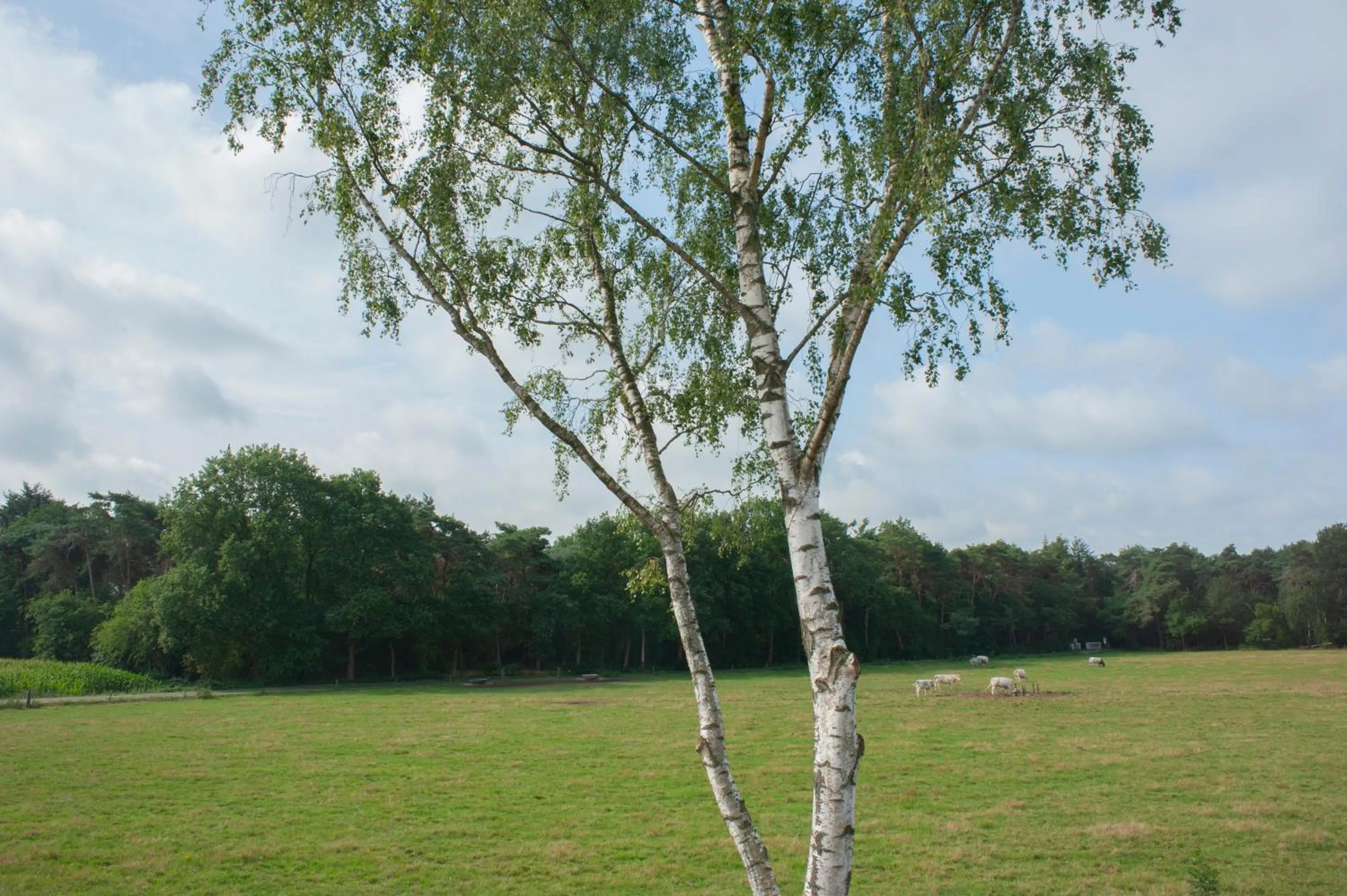 Natural landscape in Hotel de Boshoek
