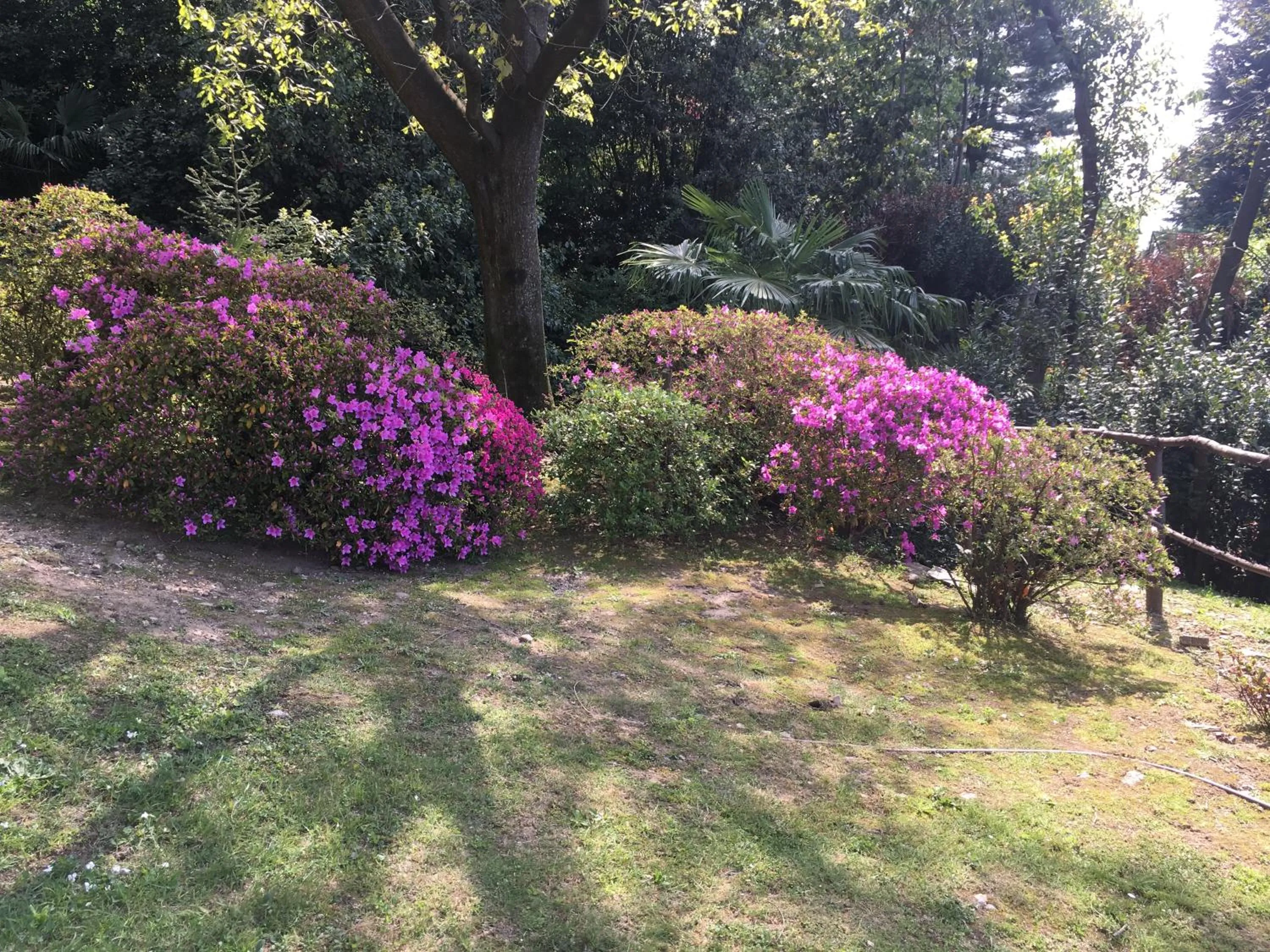 Garden in Suite Ananda