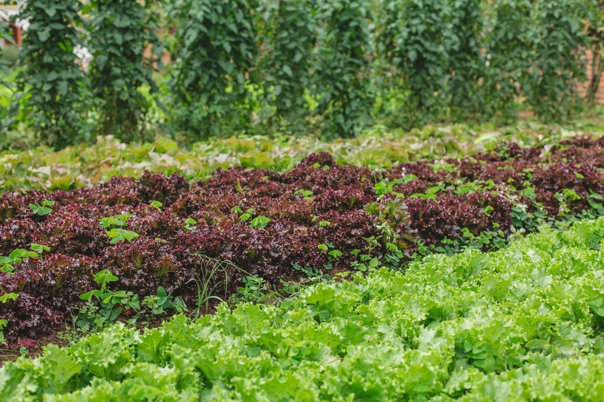 Natural landscape in Hotel Pousada São Lourenço