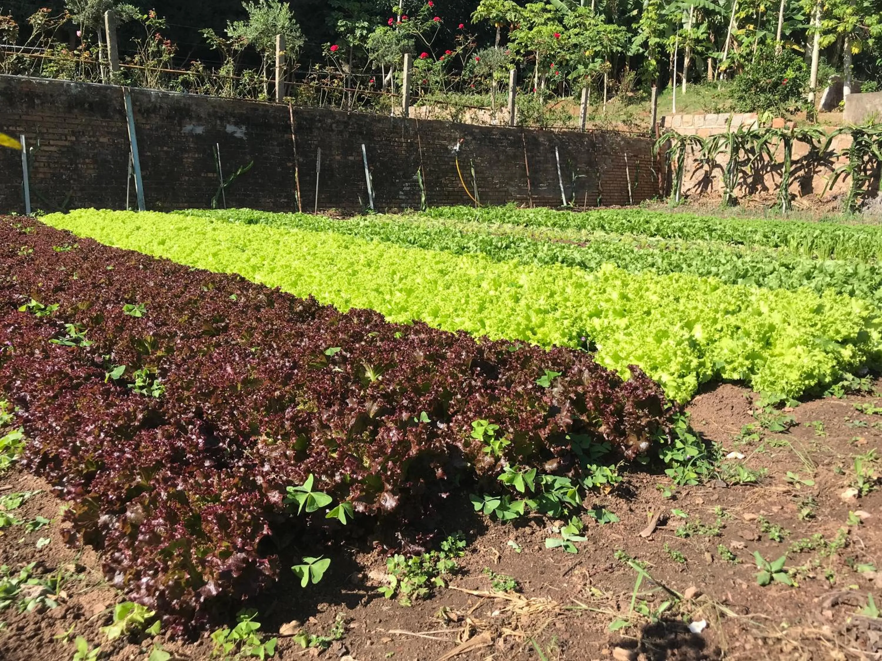 Balcony/Terrace in Hotel Pousada São Lourenço