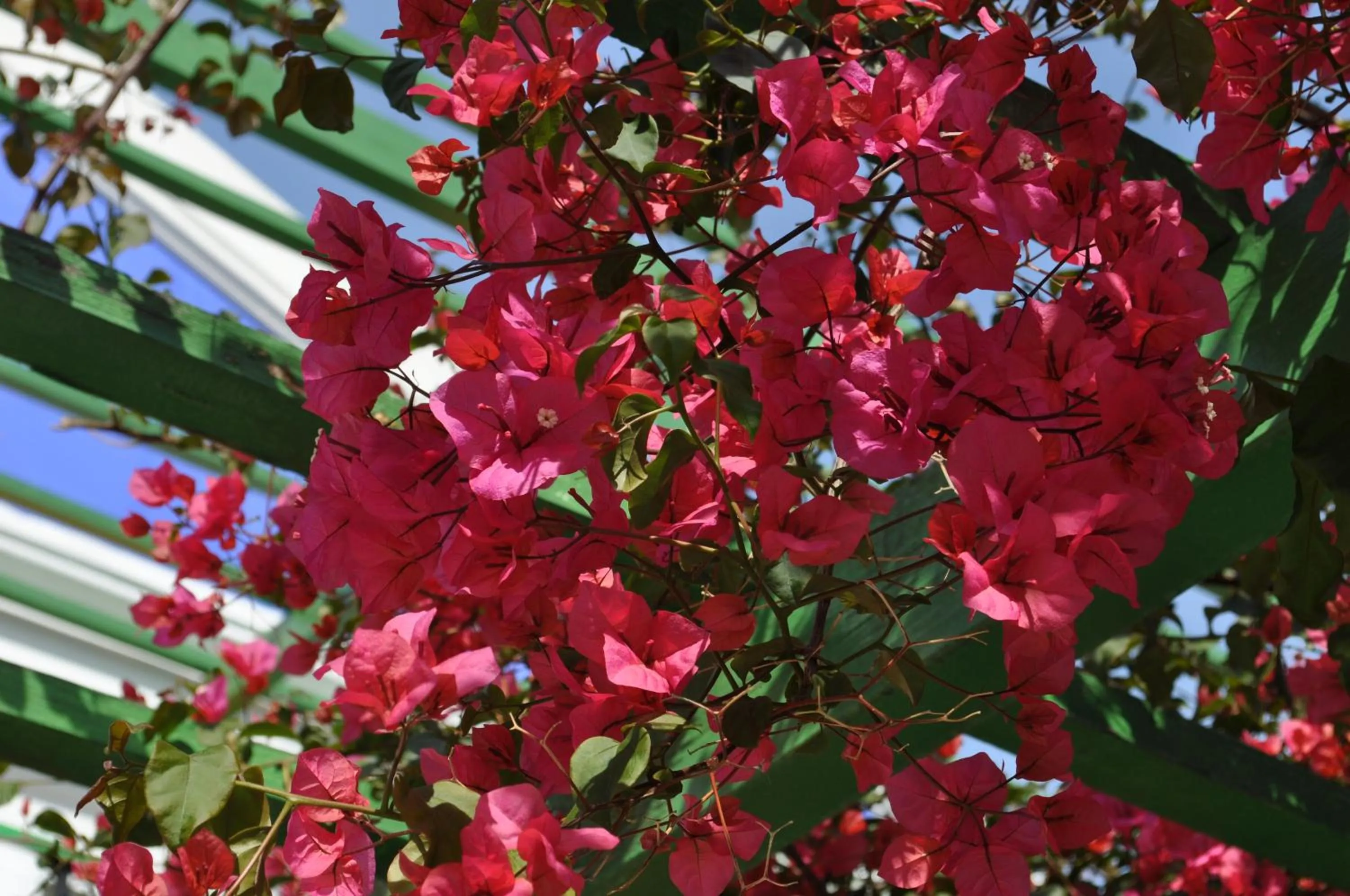 Other in Symi Garden Studios