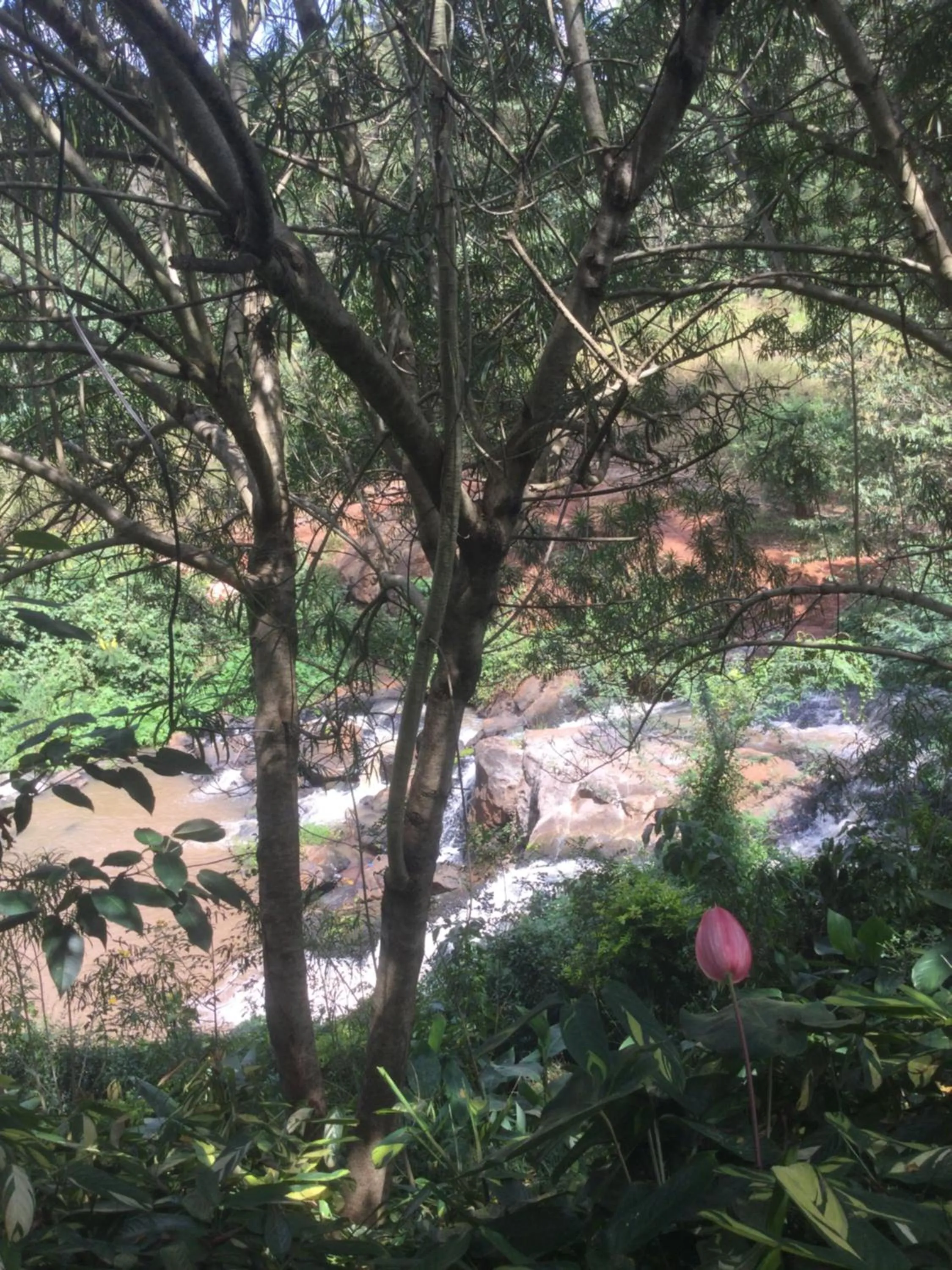 Garden in Villa Rock Stop Falls Gigiri