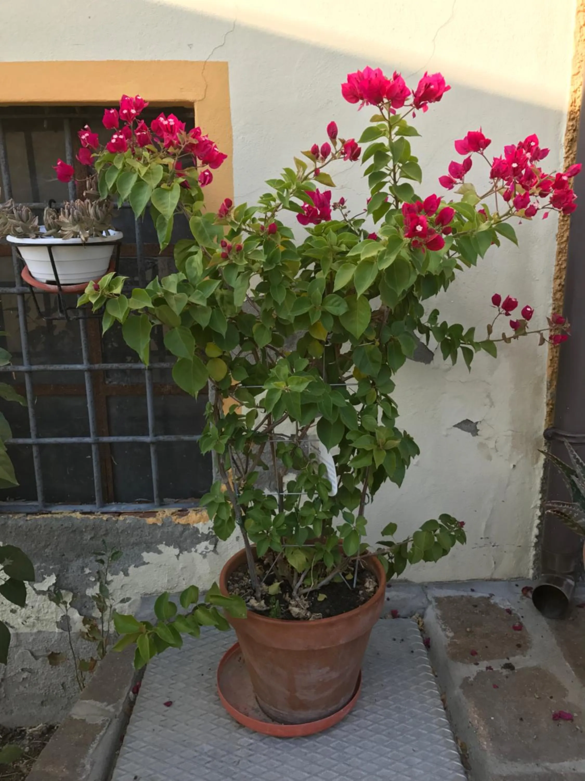 Garden view in La casa tra i vigneti