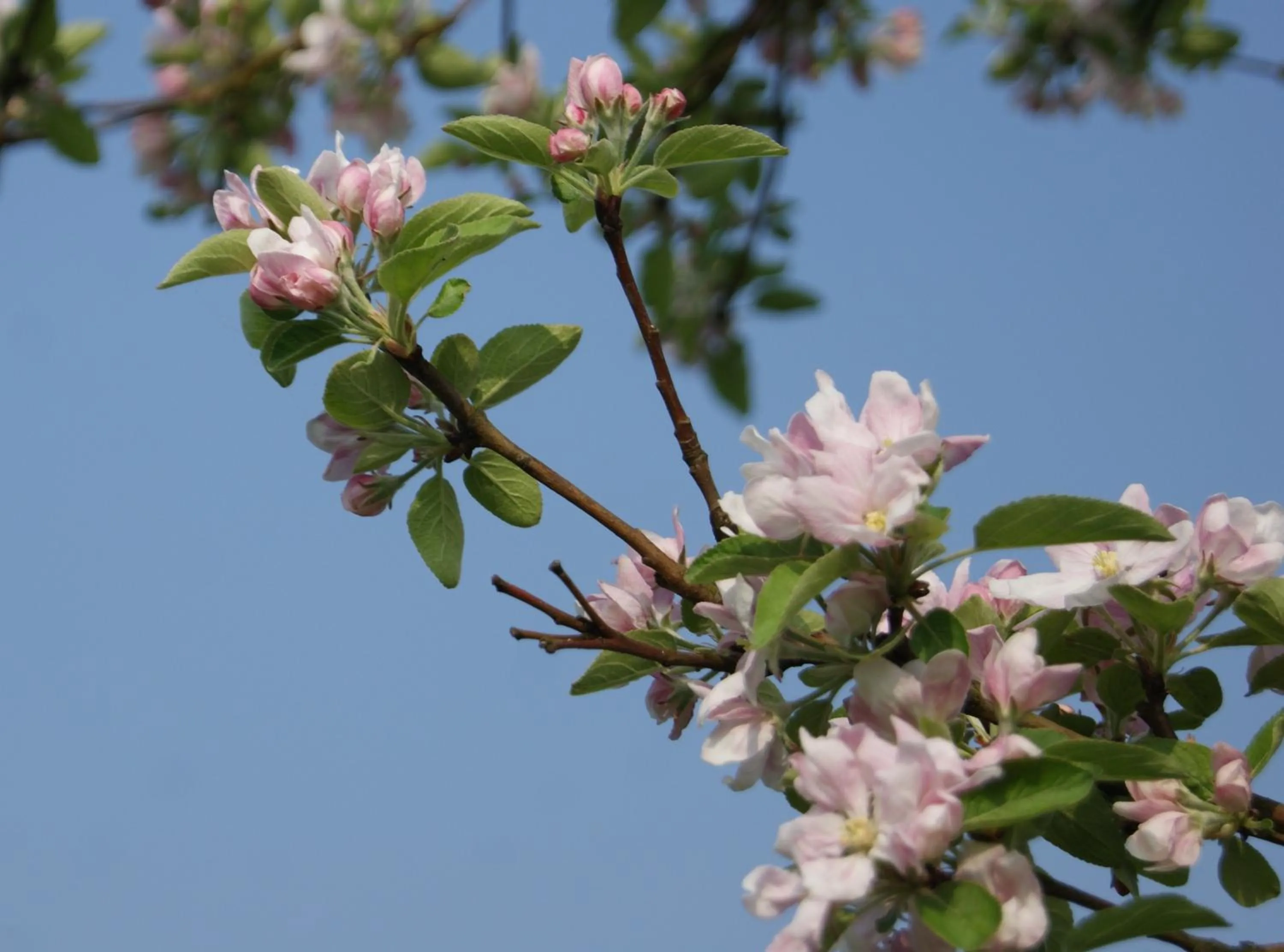Spring in Op d'n Stolberg