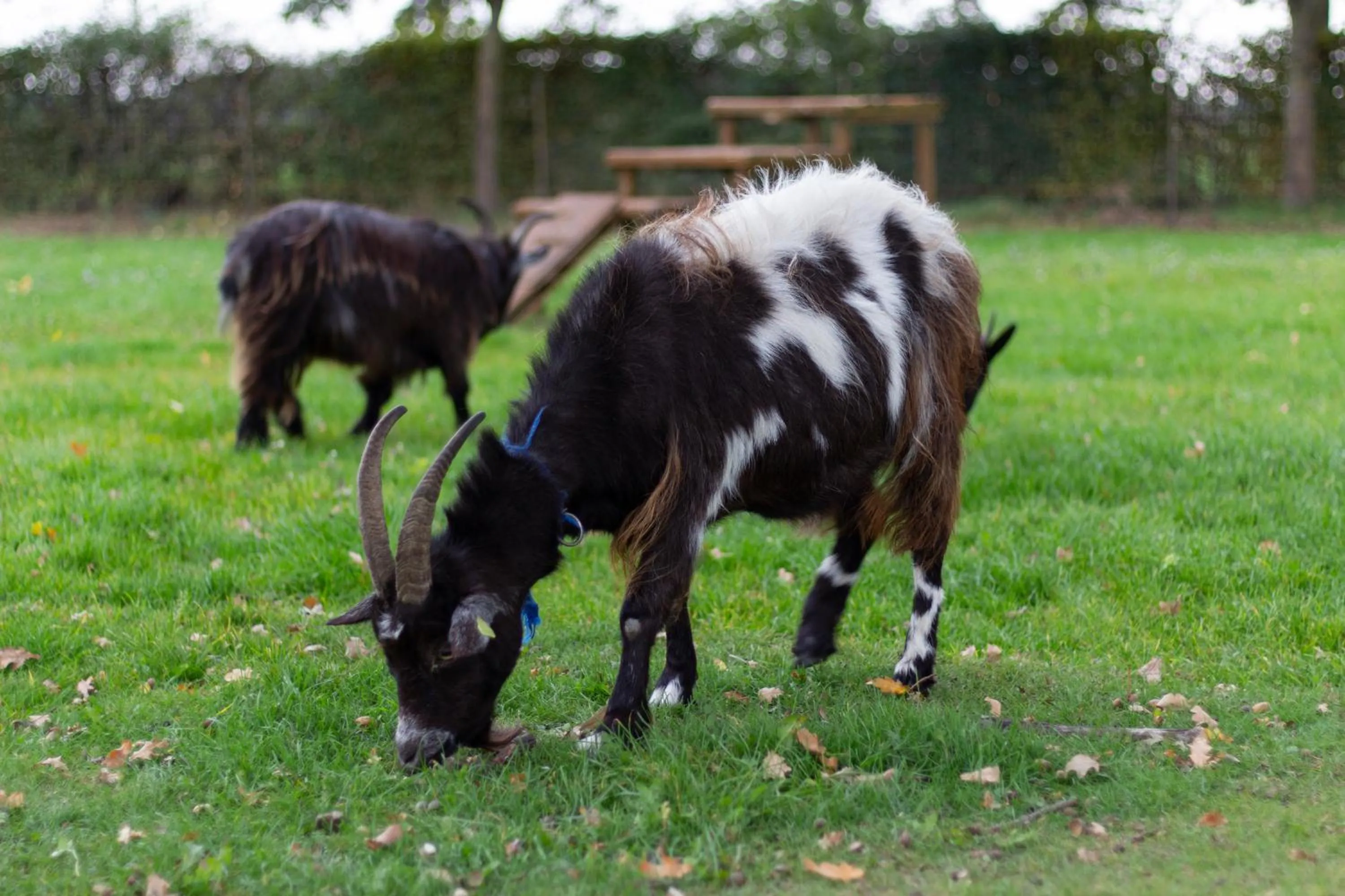 Day in Op d'n Stolberg