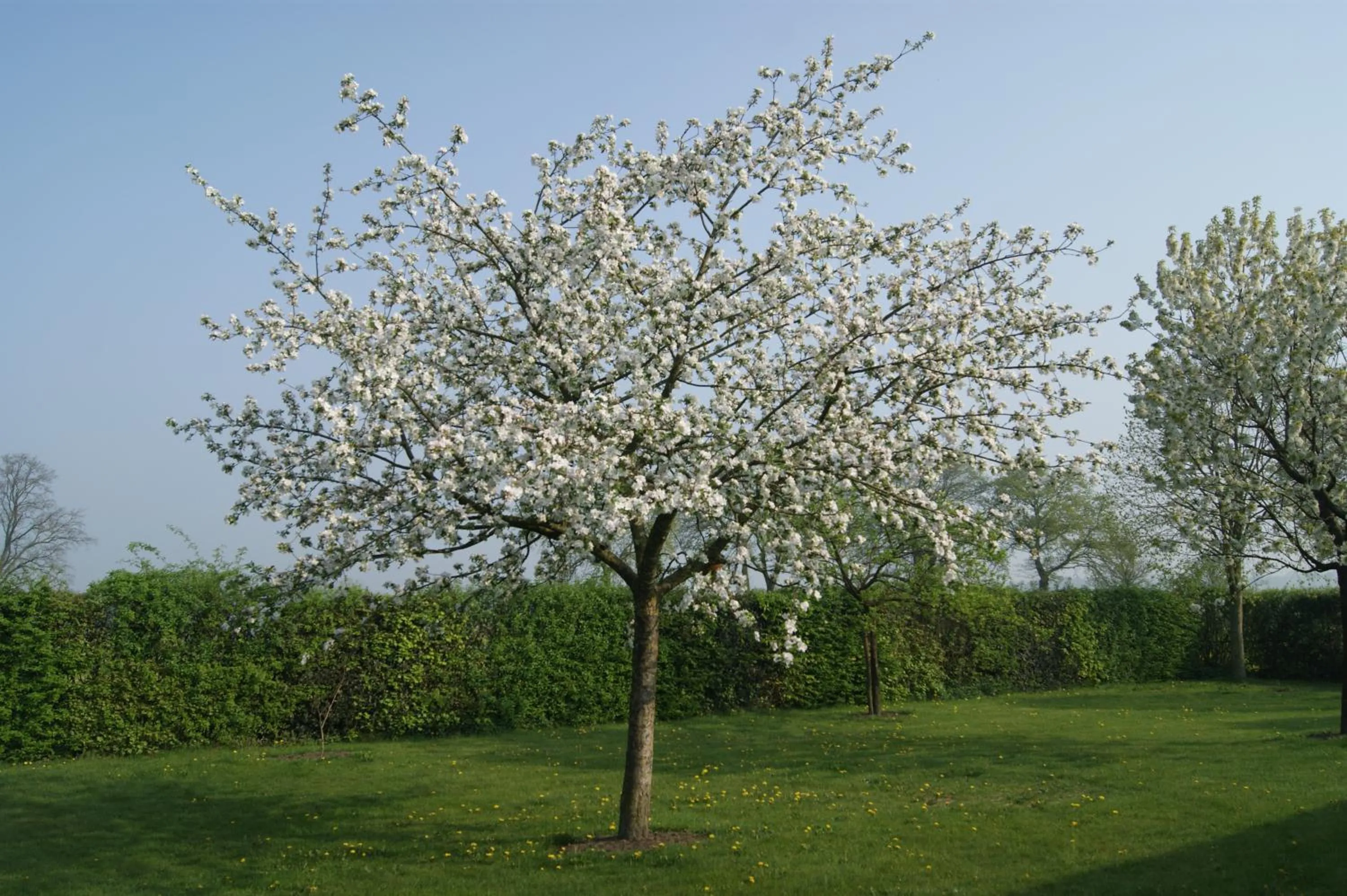Garden in Op d'n Stolberg