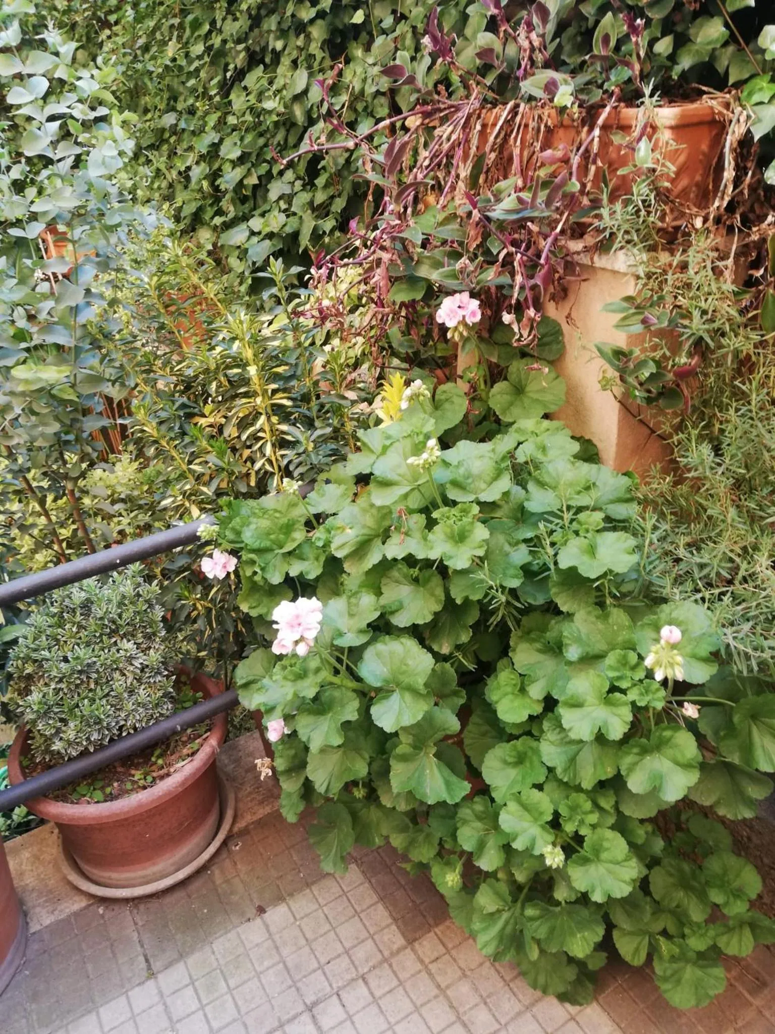 Tra Gianicolo e Trastevere