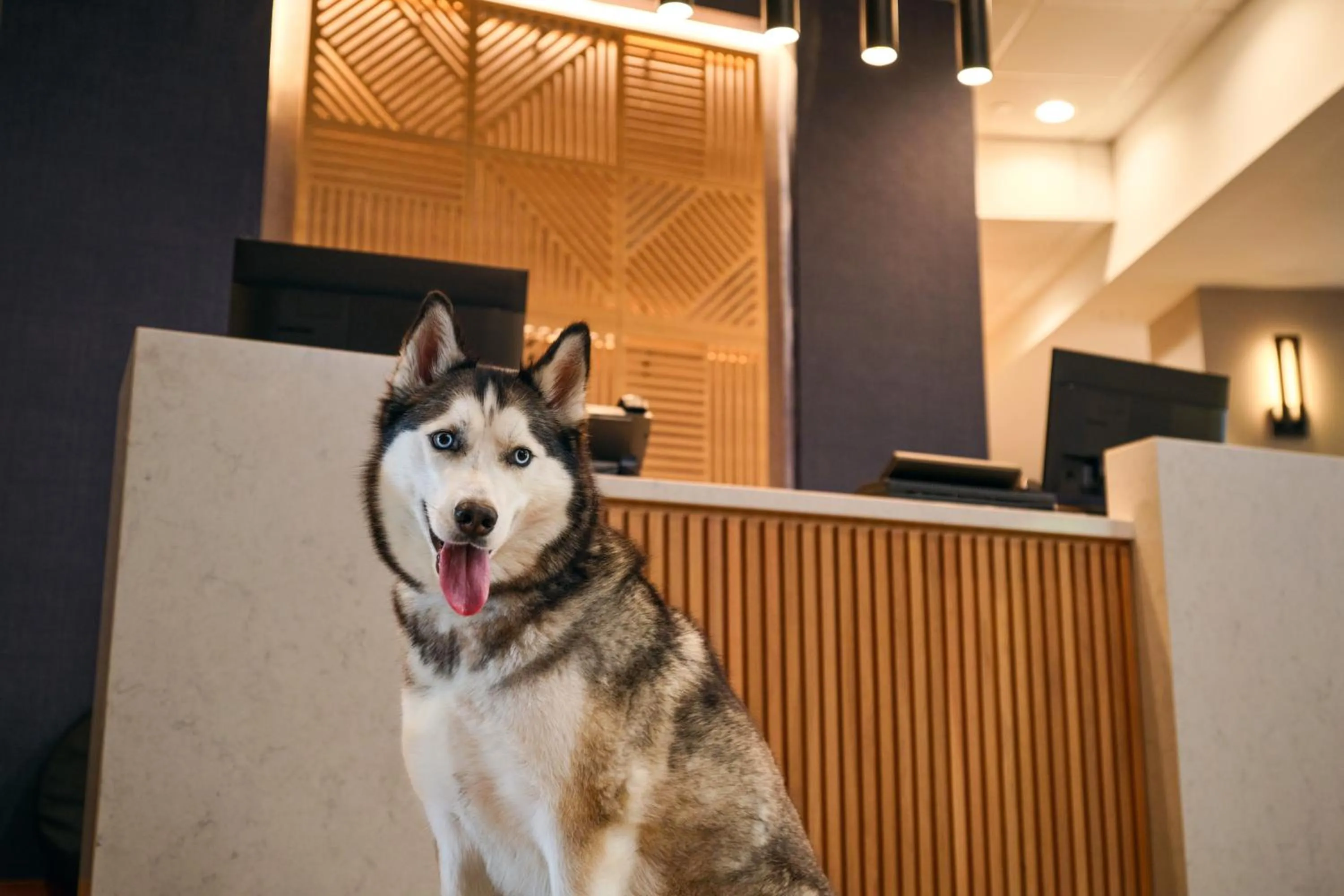 Pets in Hyatt Place Tampa Airport/Westshore