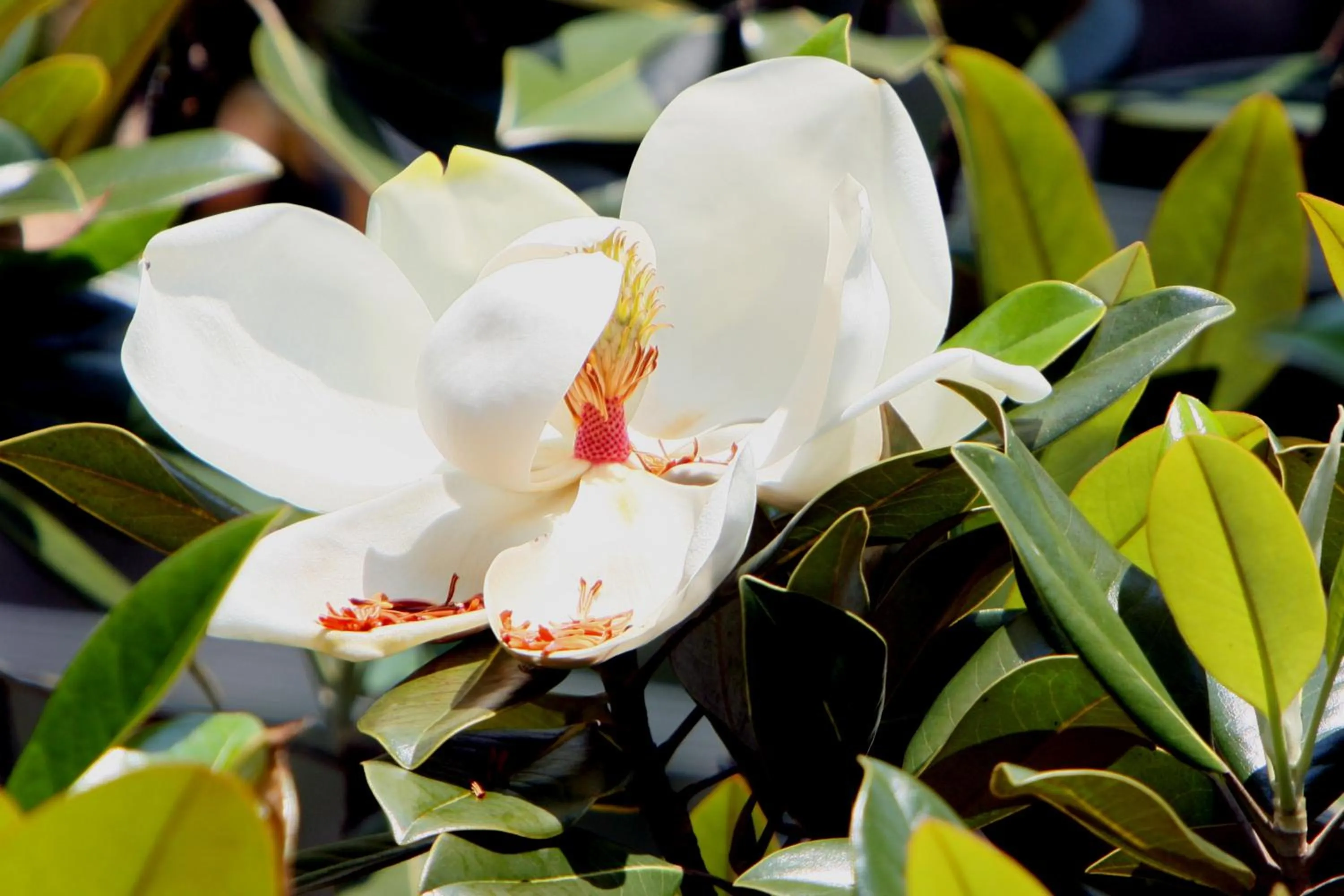 Spring in Pousada Villa Magnolia