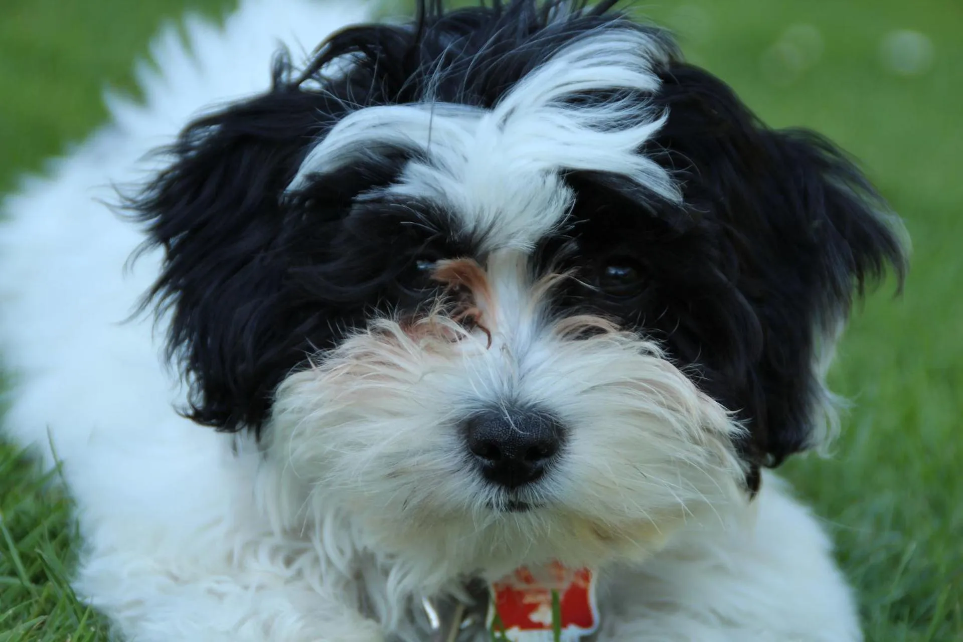 Pets in Travelodge by Wyndham Red Bluff South of Redding