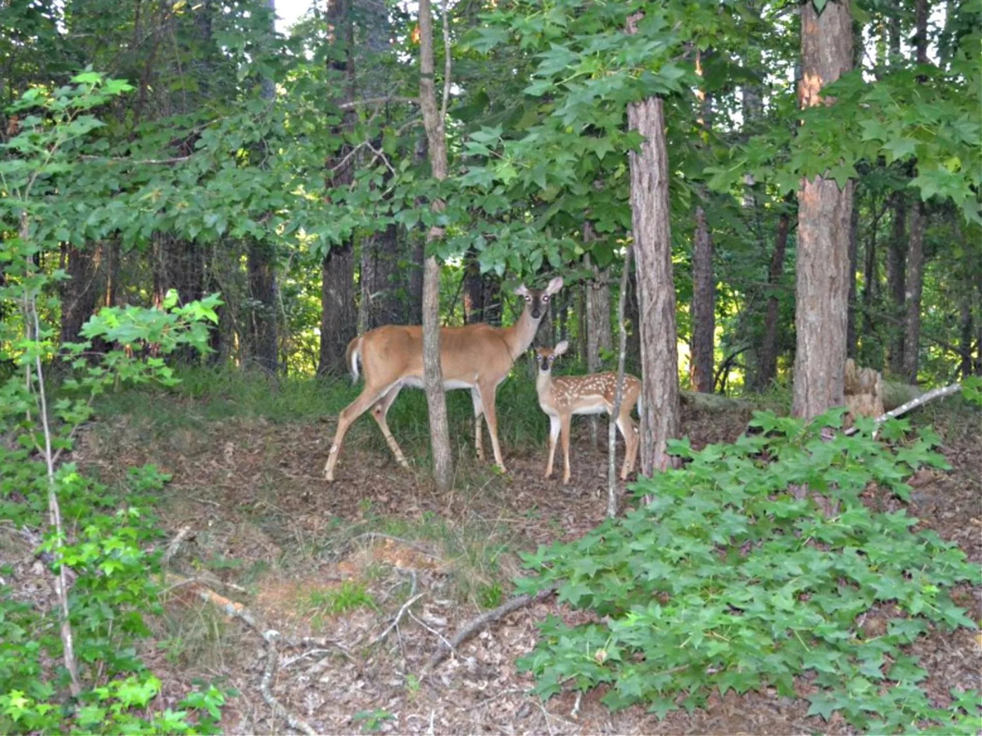 Animals in Secluded Home with Mini Waterfall and a Creek in Hot Springs