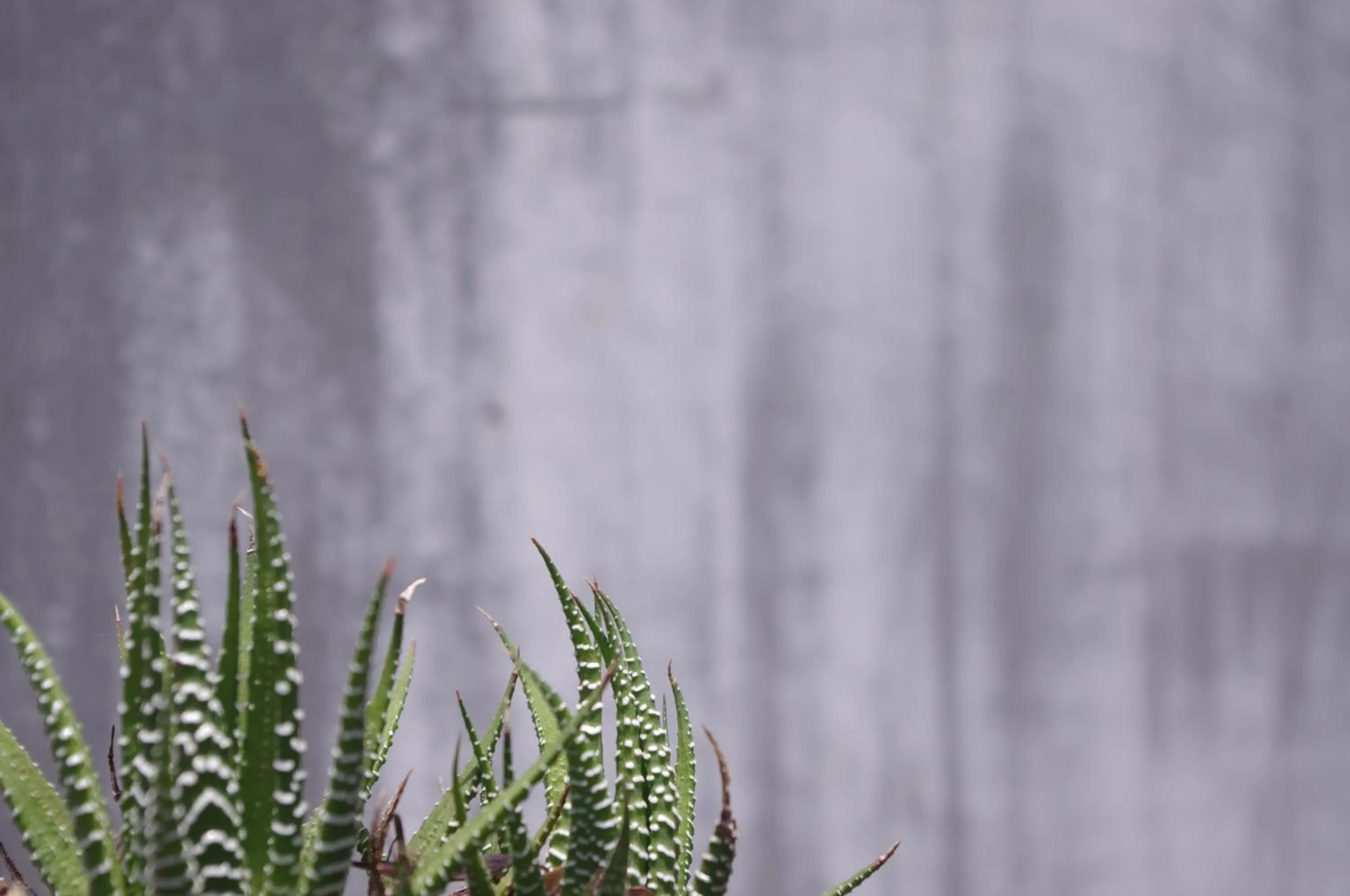 Blackbird Luxury Accommodation