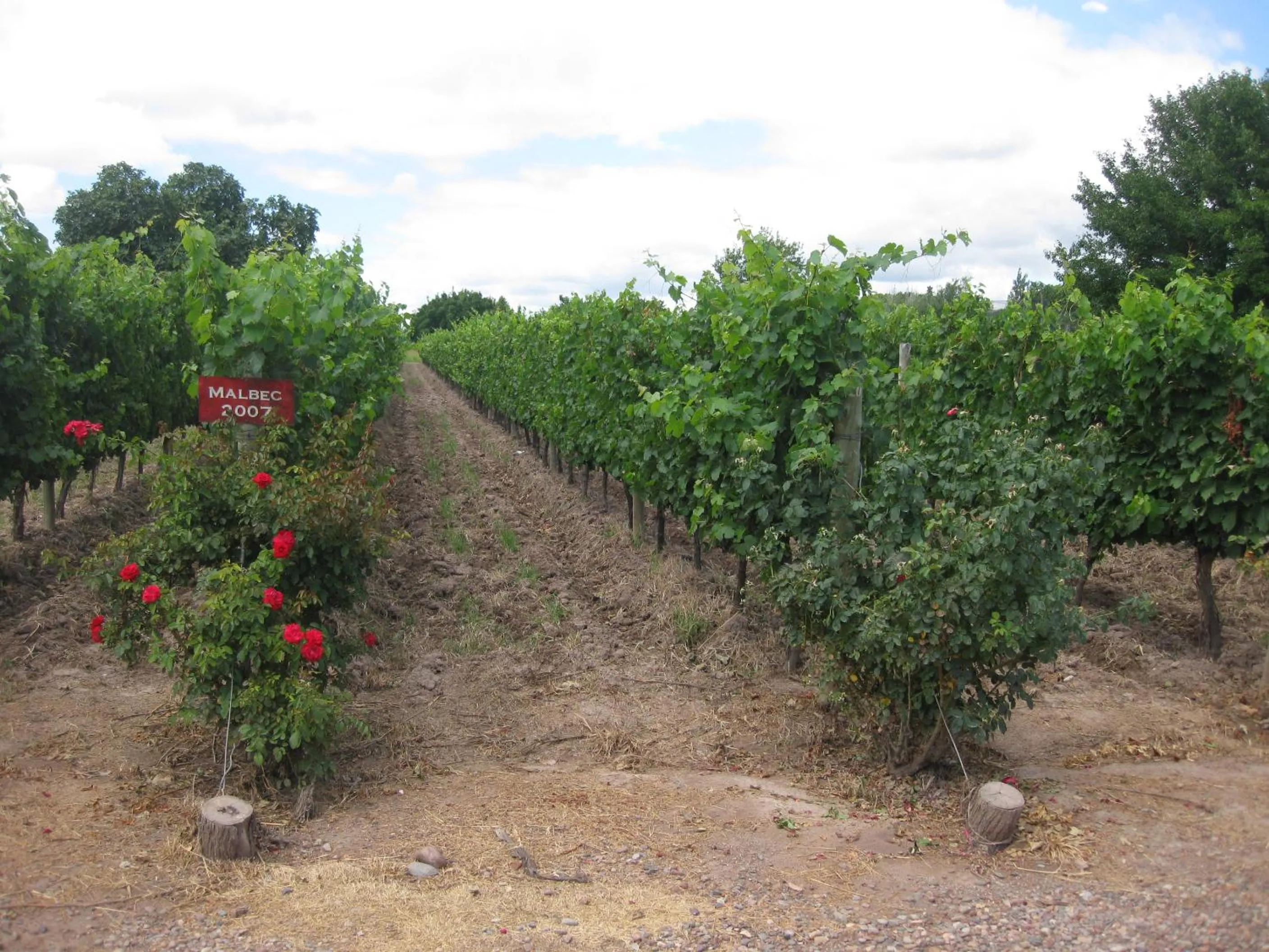 Natural landscape in Posada Cavieres Wine Farm