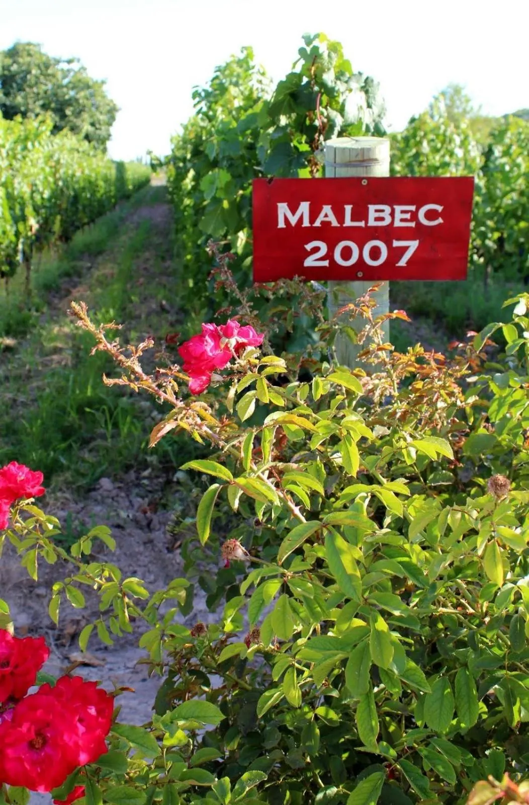 Other in Posada Cavieres Wine Farm