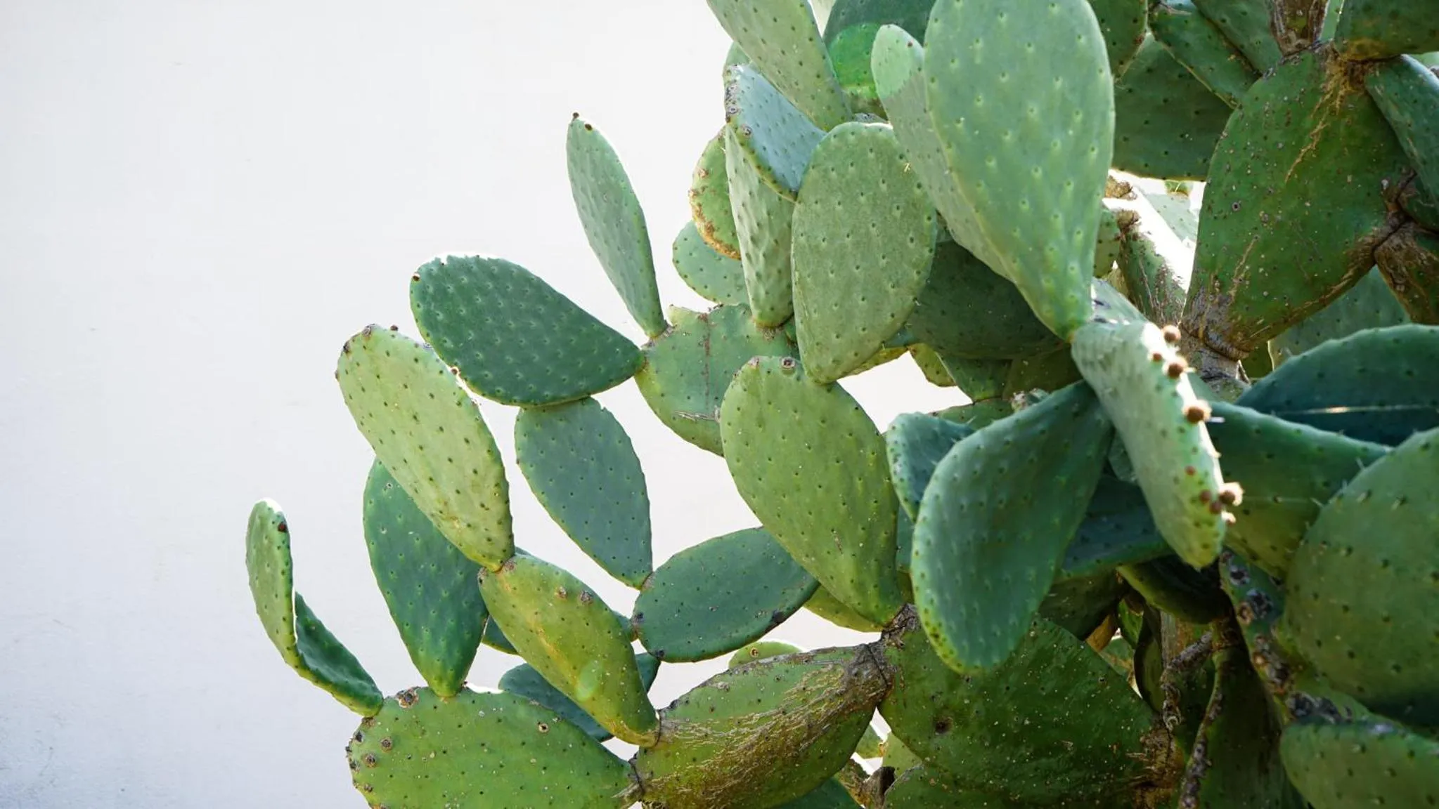 Garden in Creste E Mare