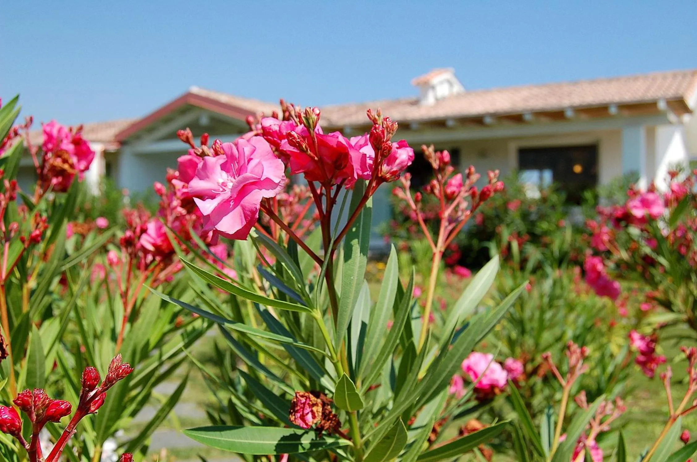 Facade/entrance in Hotel Budoni Beach