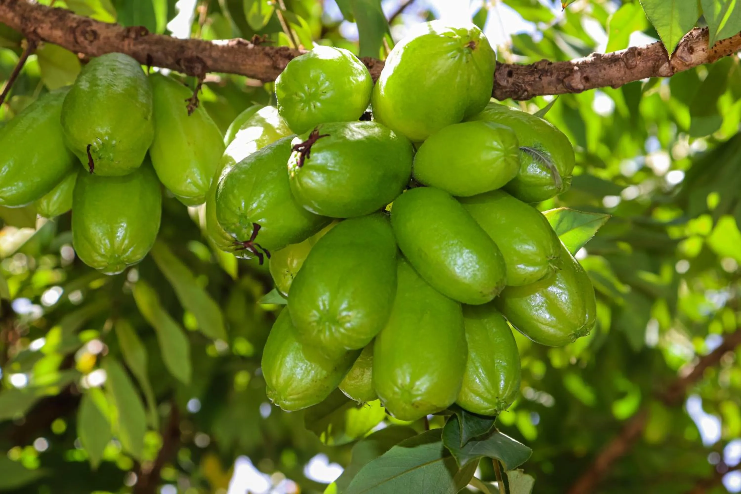 Casas e apartamentos da Ilda