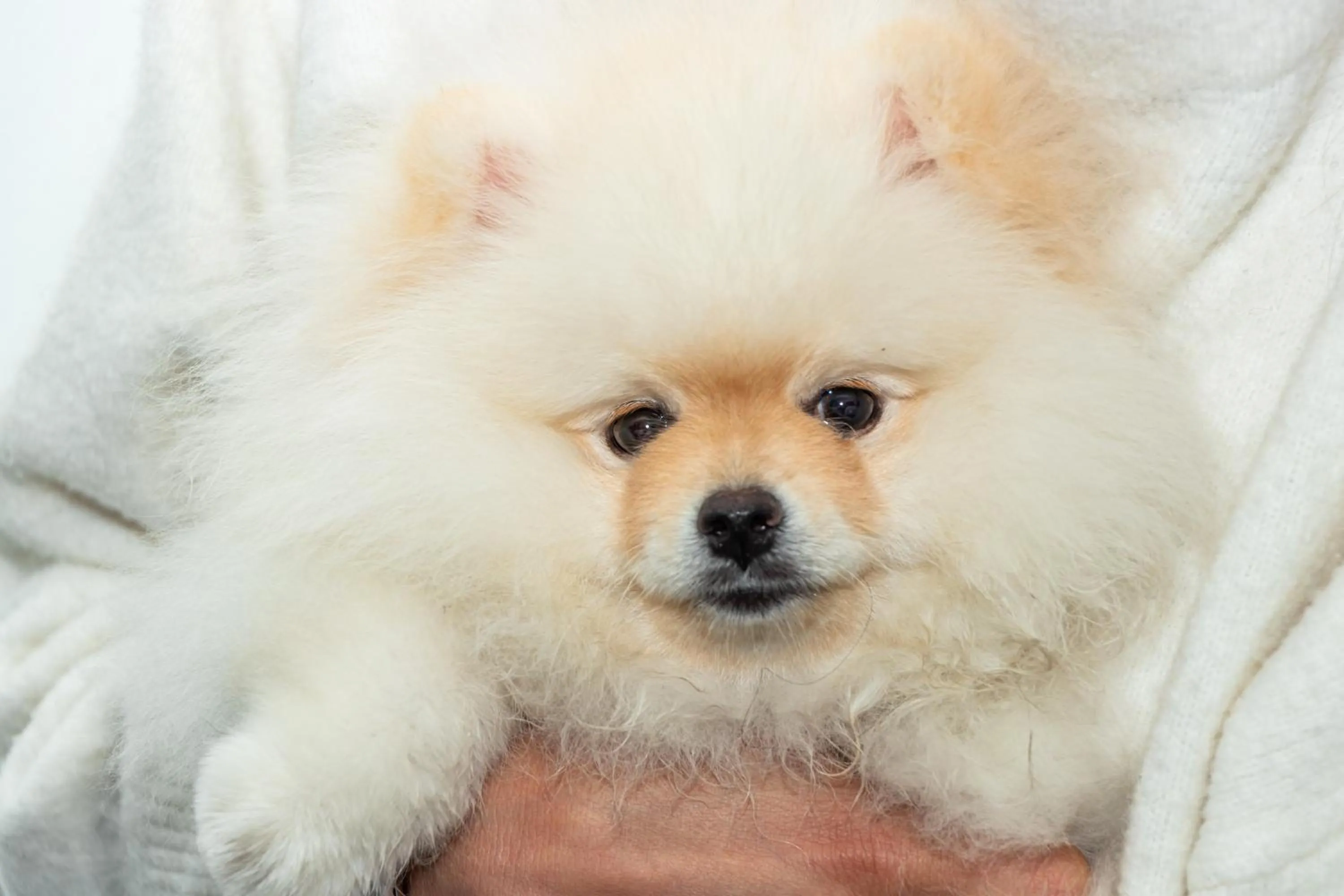 Pets in GHL Collection 93