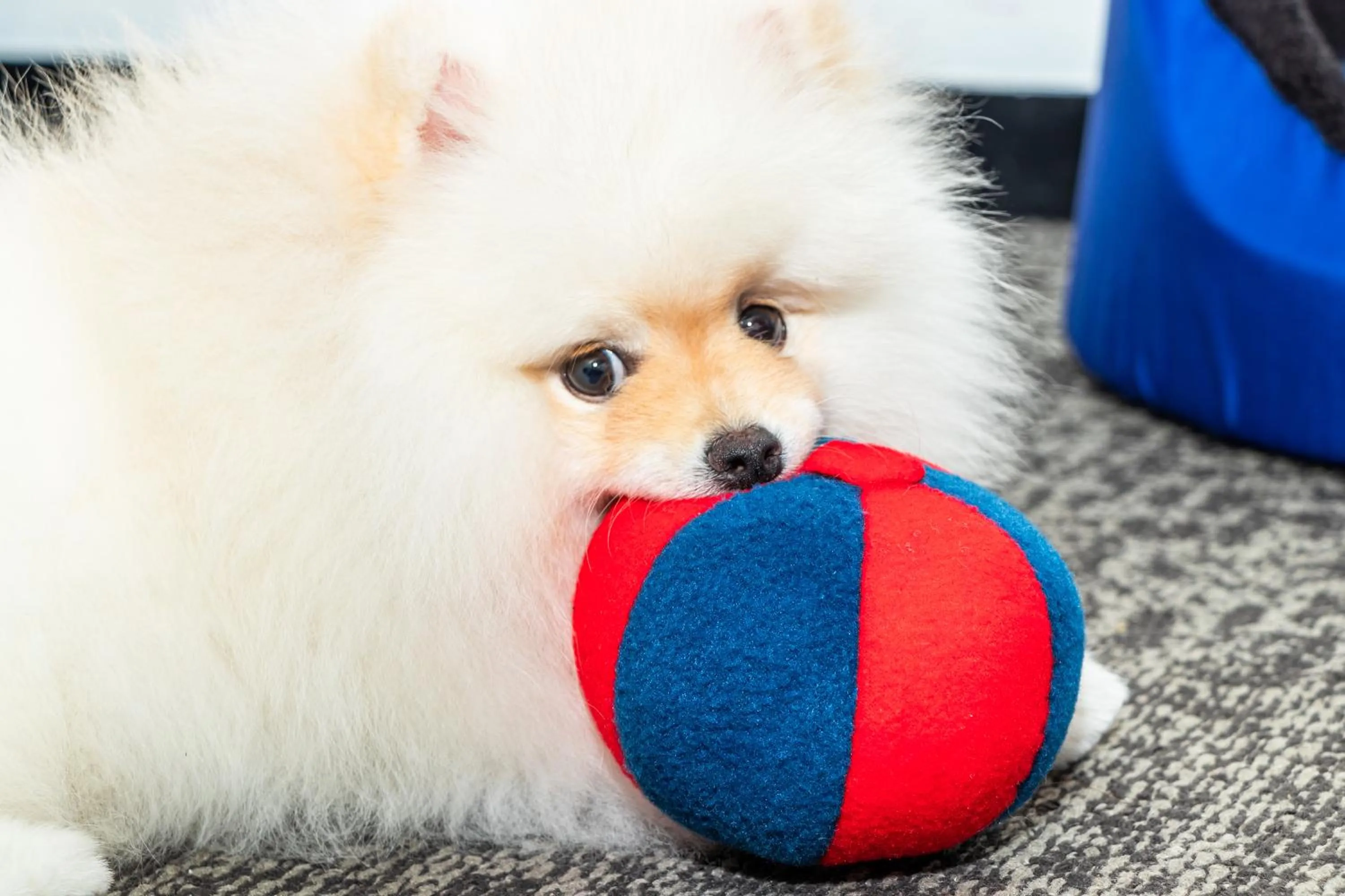 Pets in GHL Collection 93