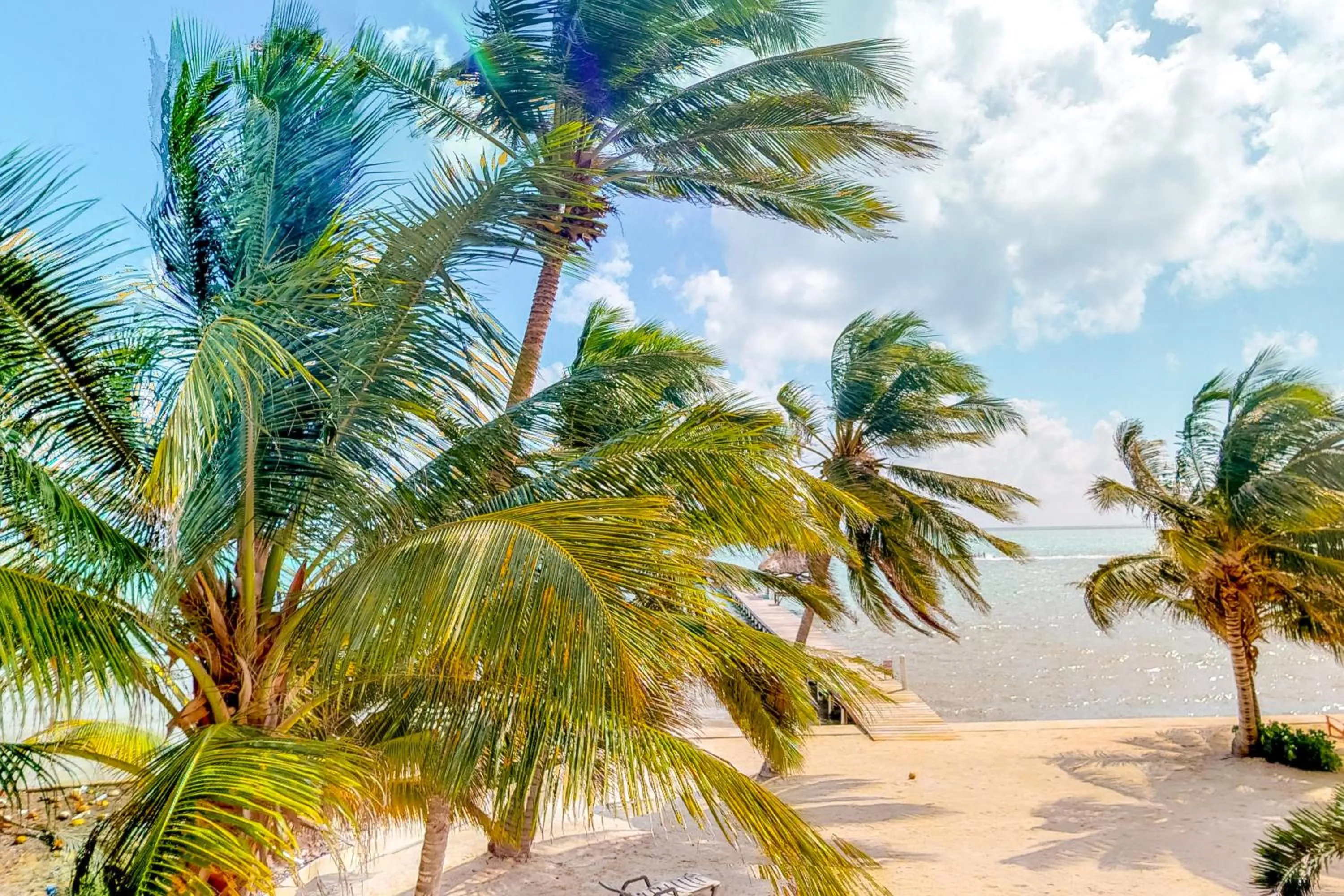 Cacao @ Caribe Island