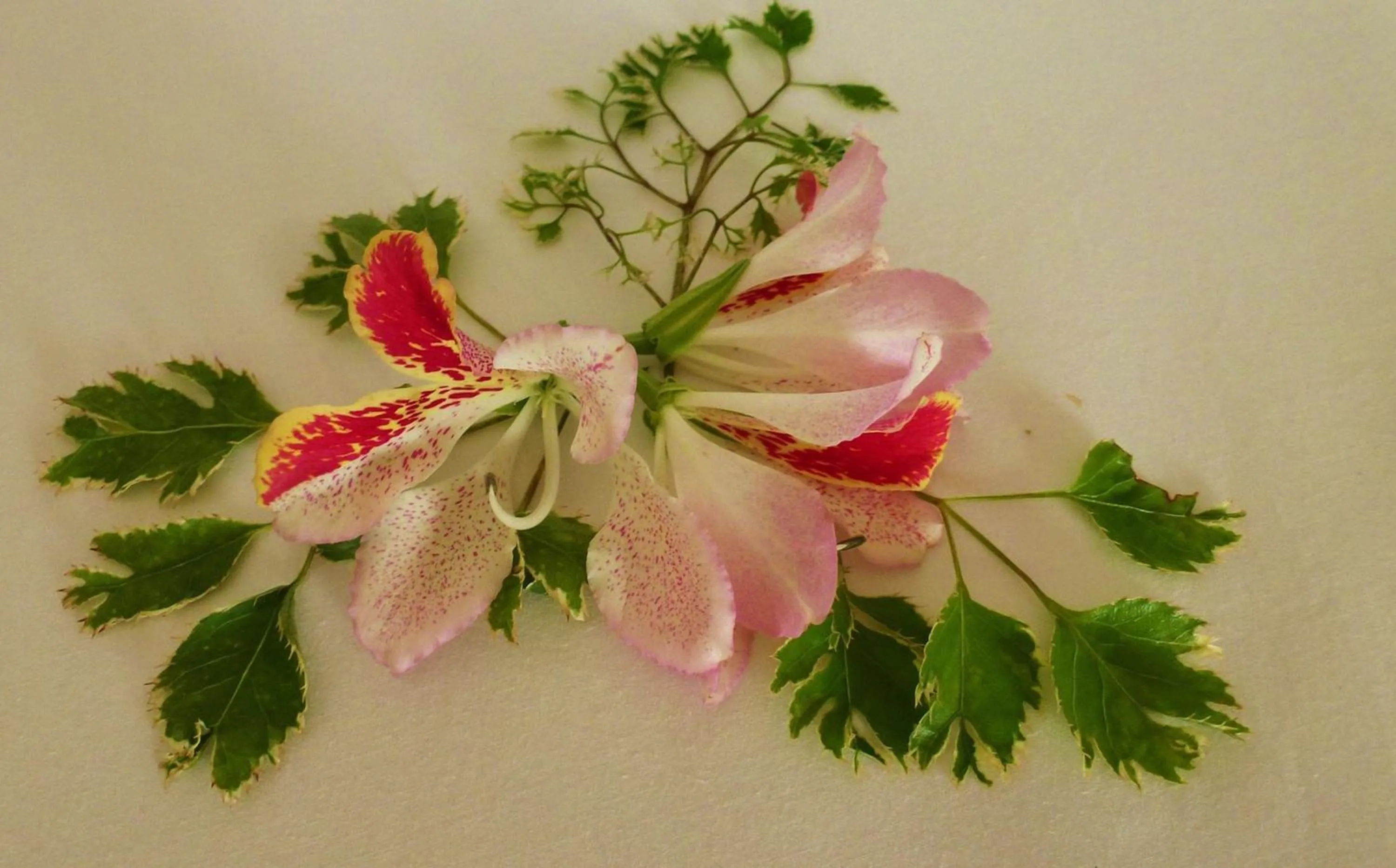 Decorative detail in Buckingham Place