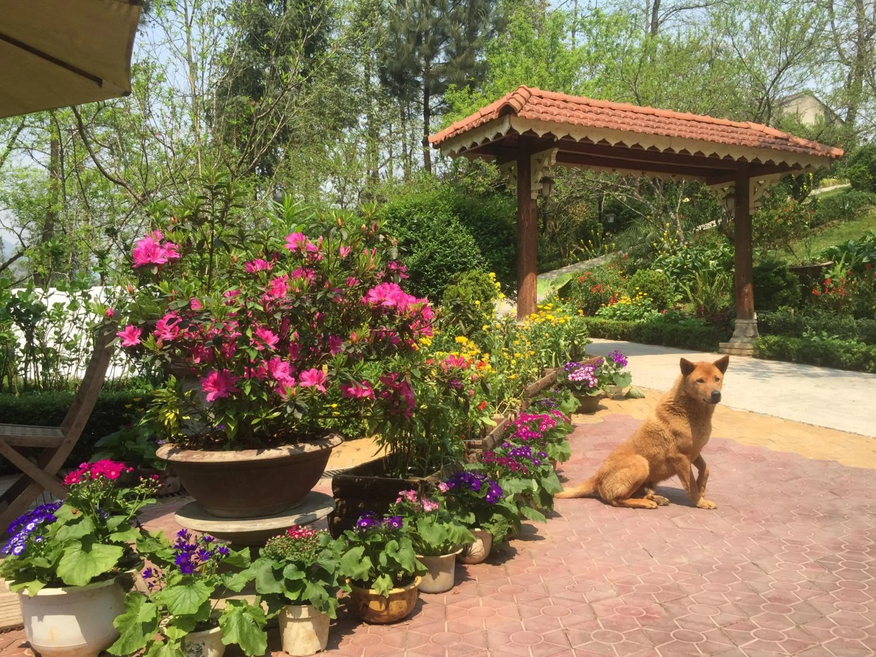 Day in Sapa Garden Bed and Breakfast