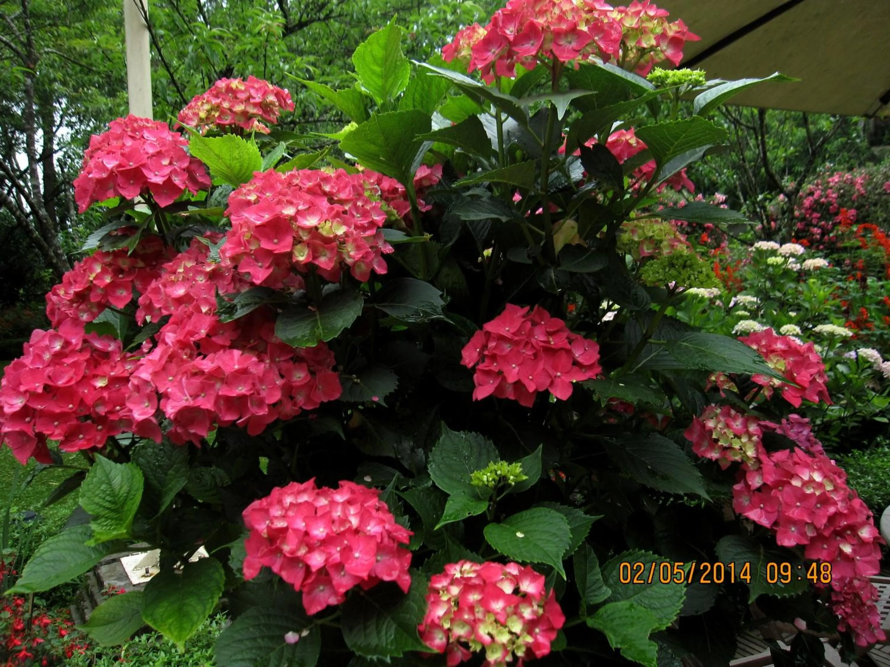 Other in Sapa Garden Bed and Breakfast