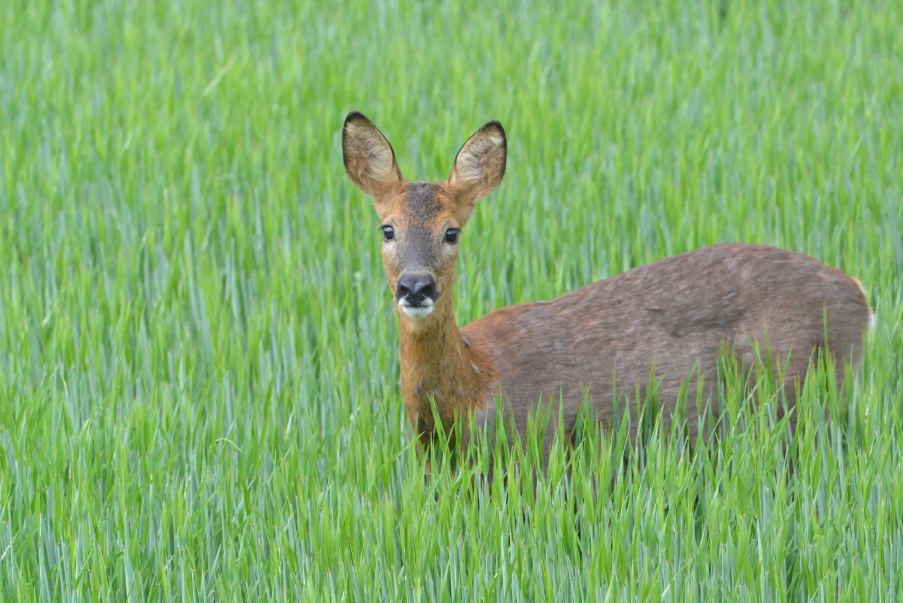 Garden in Home Farm Bed and Breakfast
