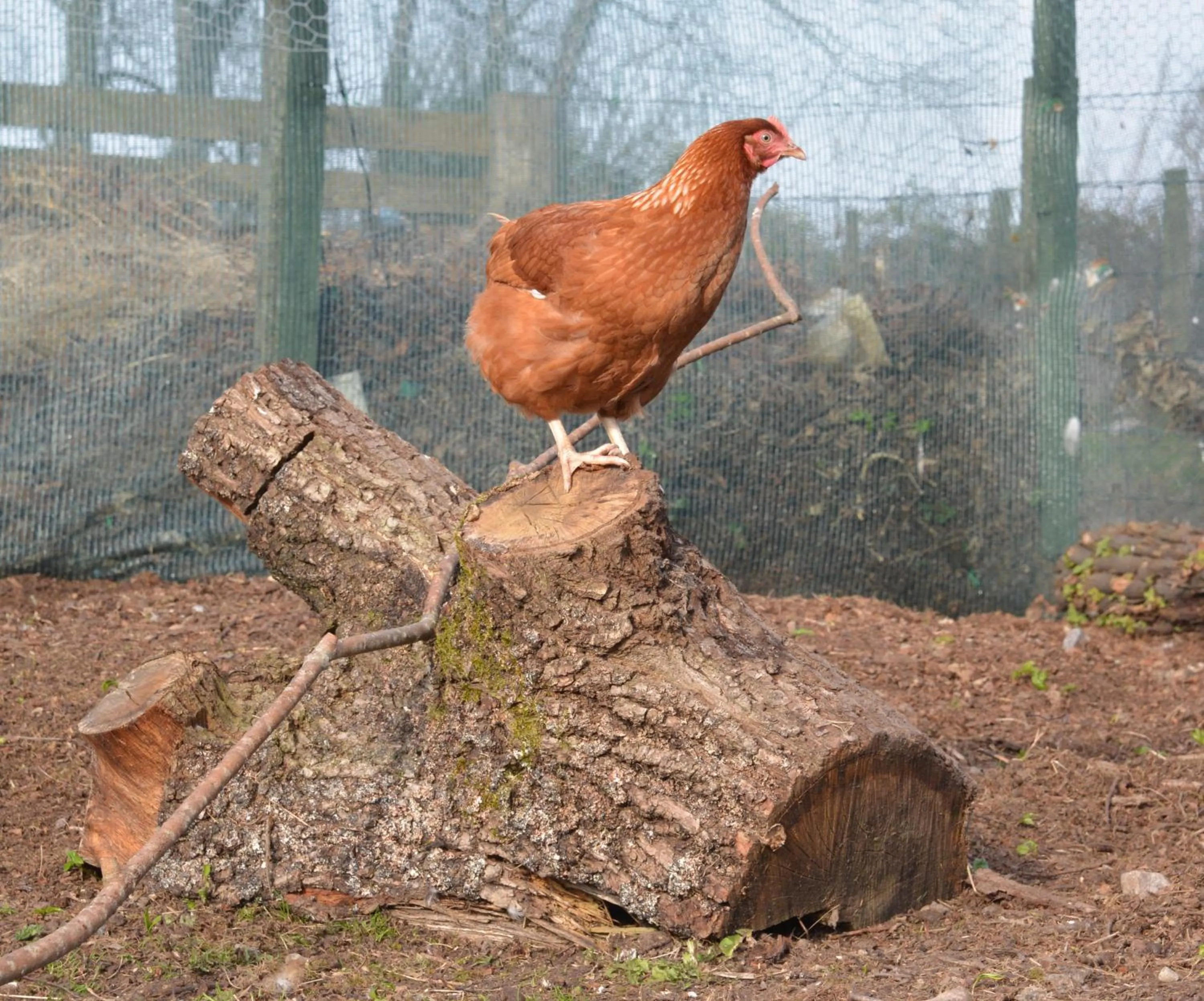 Animals in Home Farm Bed and Breakfast