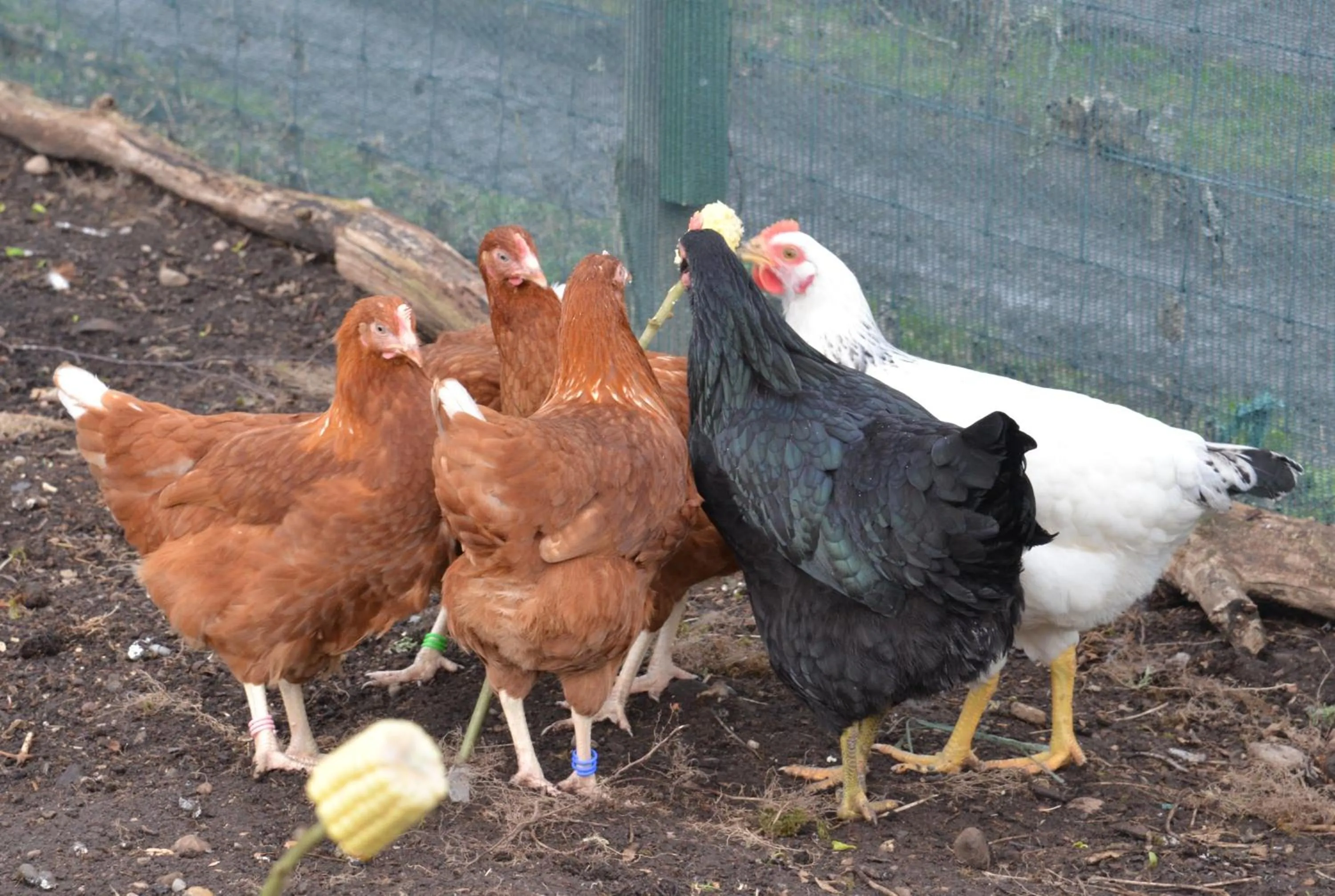 Animals in Home Farm Bed and Breakfast
