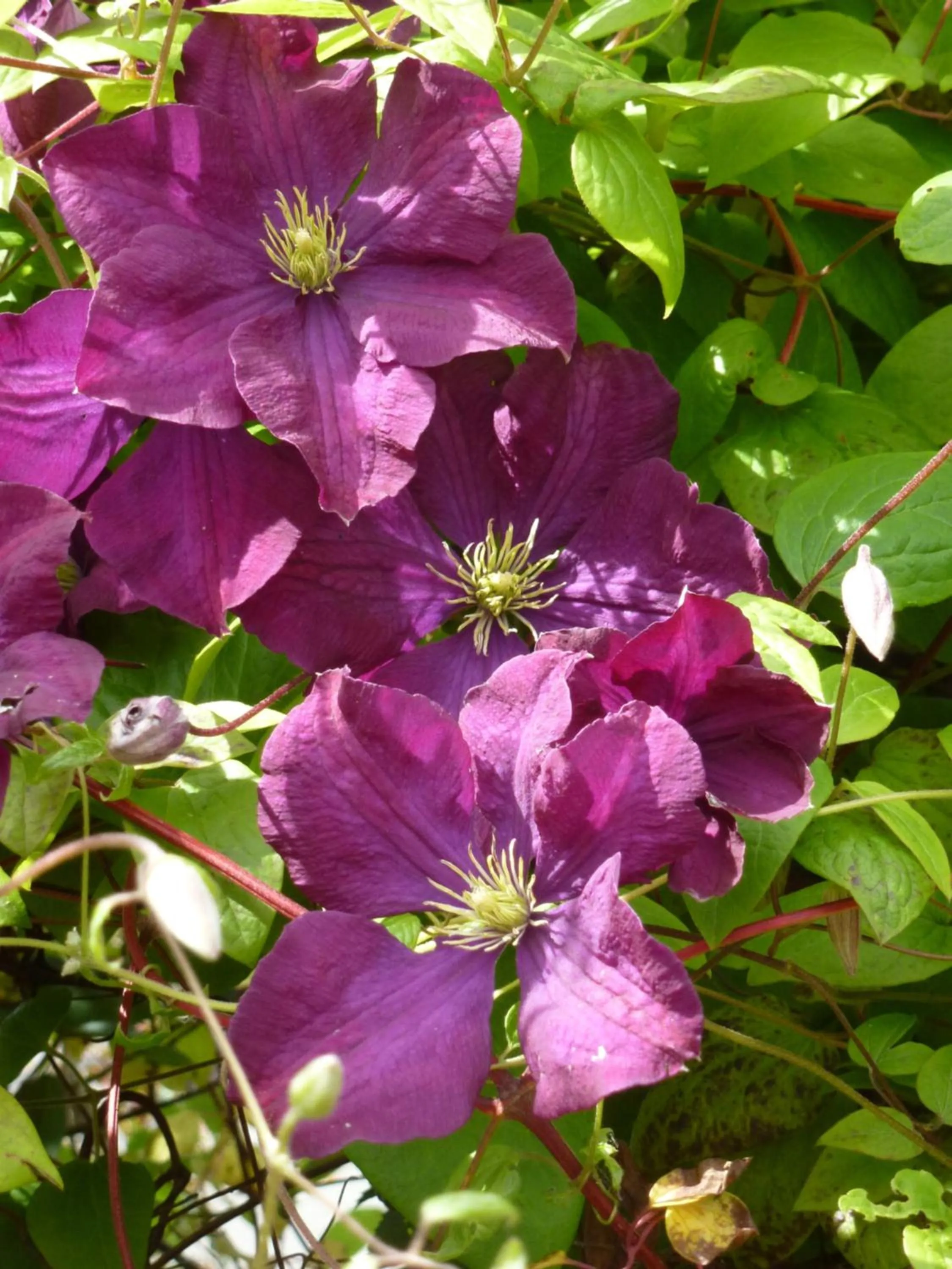 Garden in Home Farm Bed and Breakfast