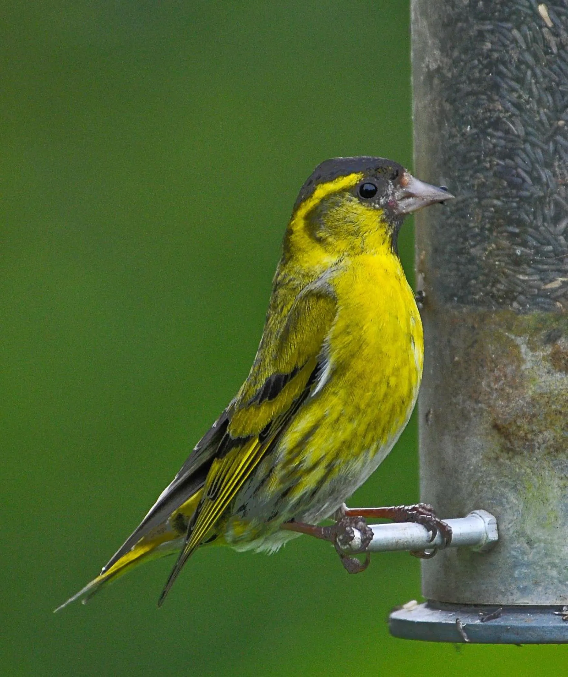 Garden in Home Farm Bed and Breakfast