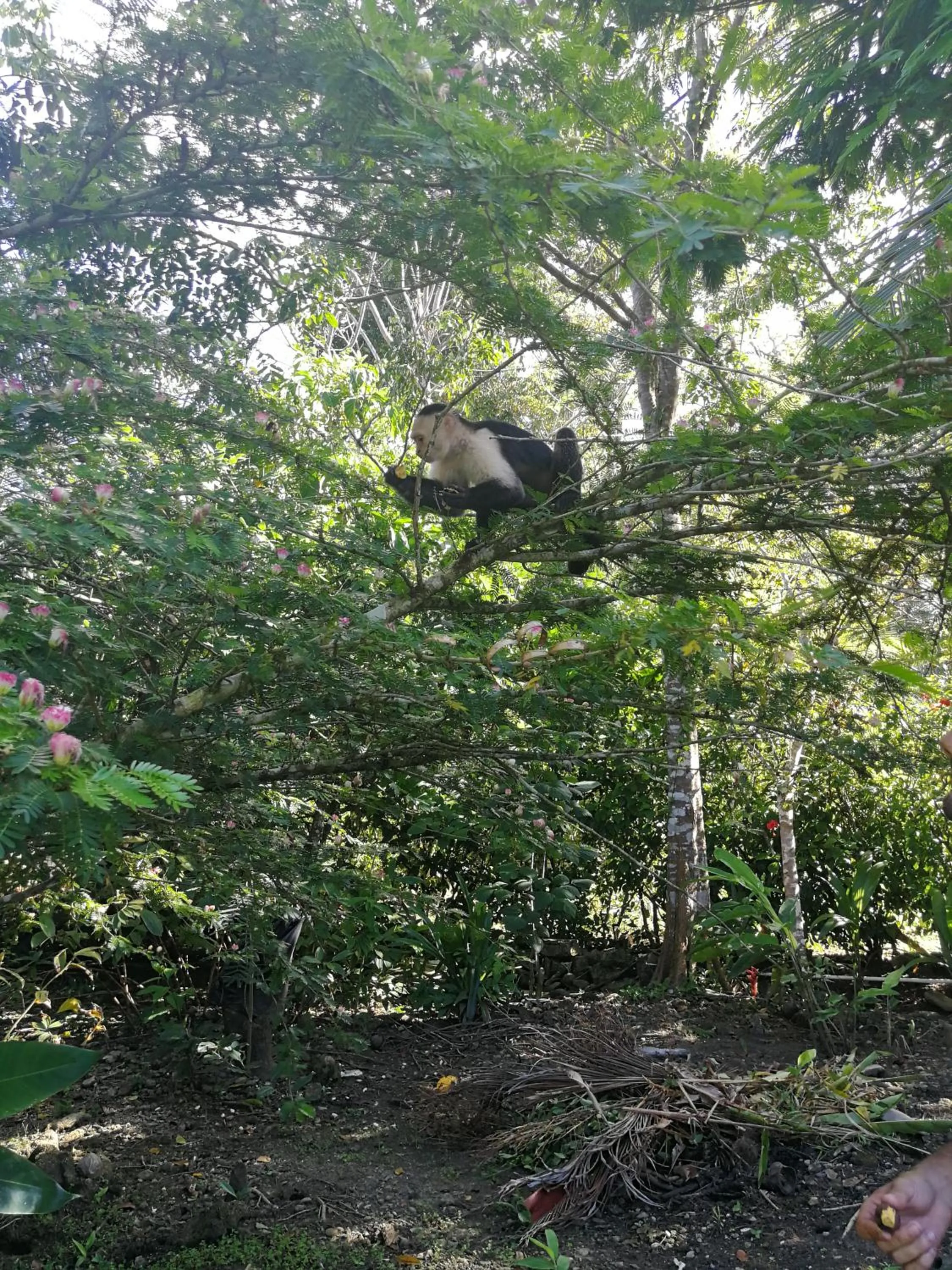 Garden view in Secret Garden