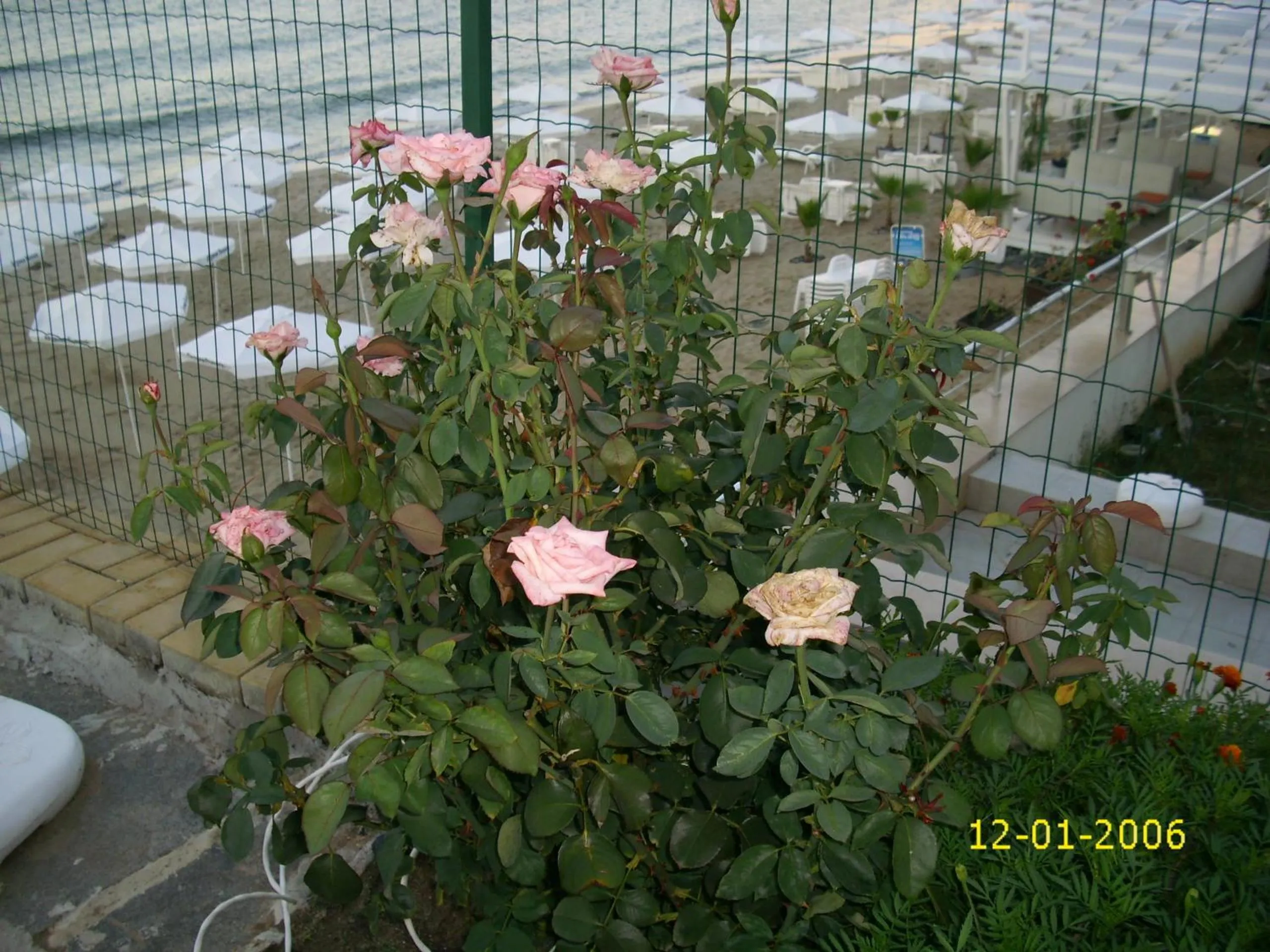 Garden in Barex Family Hotel