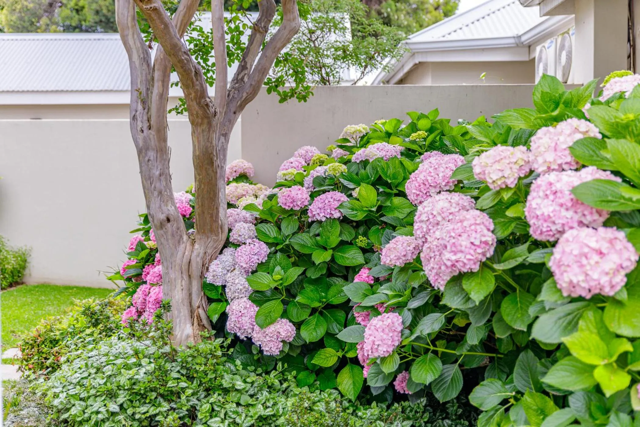 Garden in The Ashford