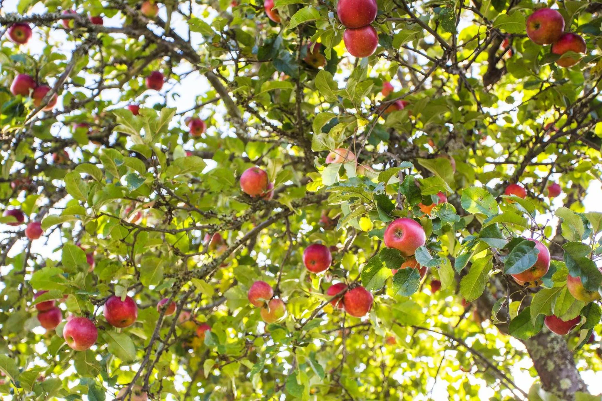 Garden in The Browns' Luxury Suites & Cottage