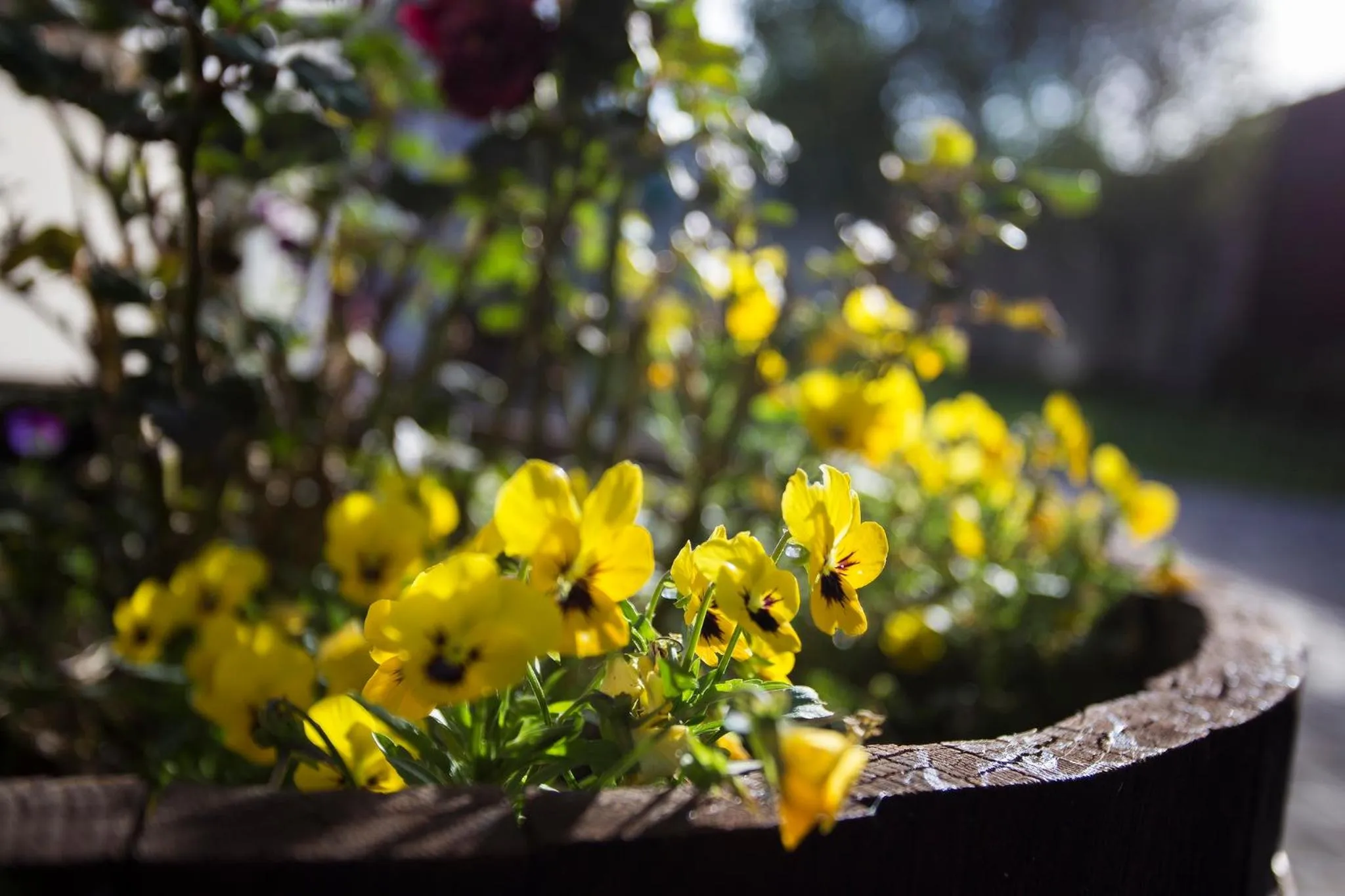 Garden in The Browns' Luxury Suites & Cottage