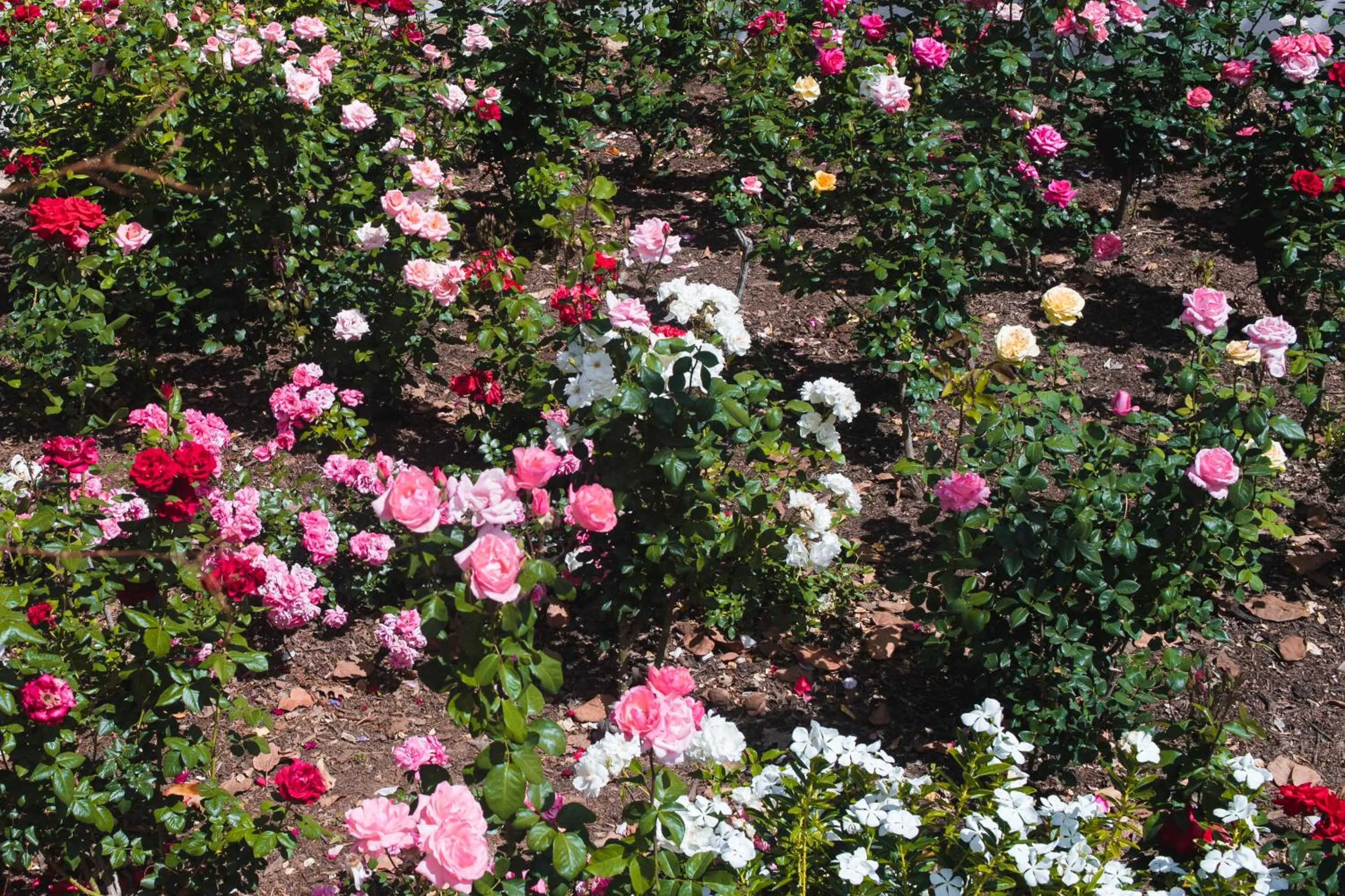 Spring in Green Olive Guesthouse