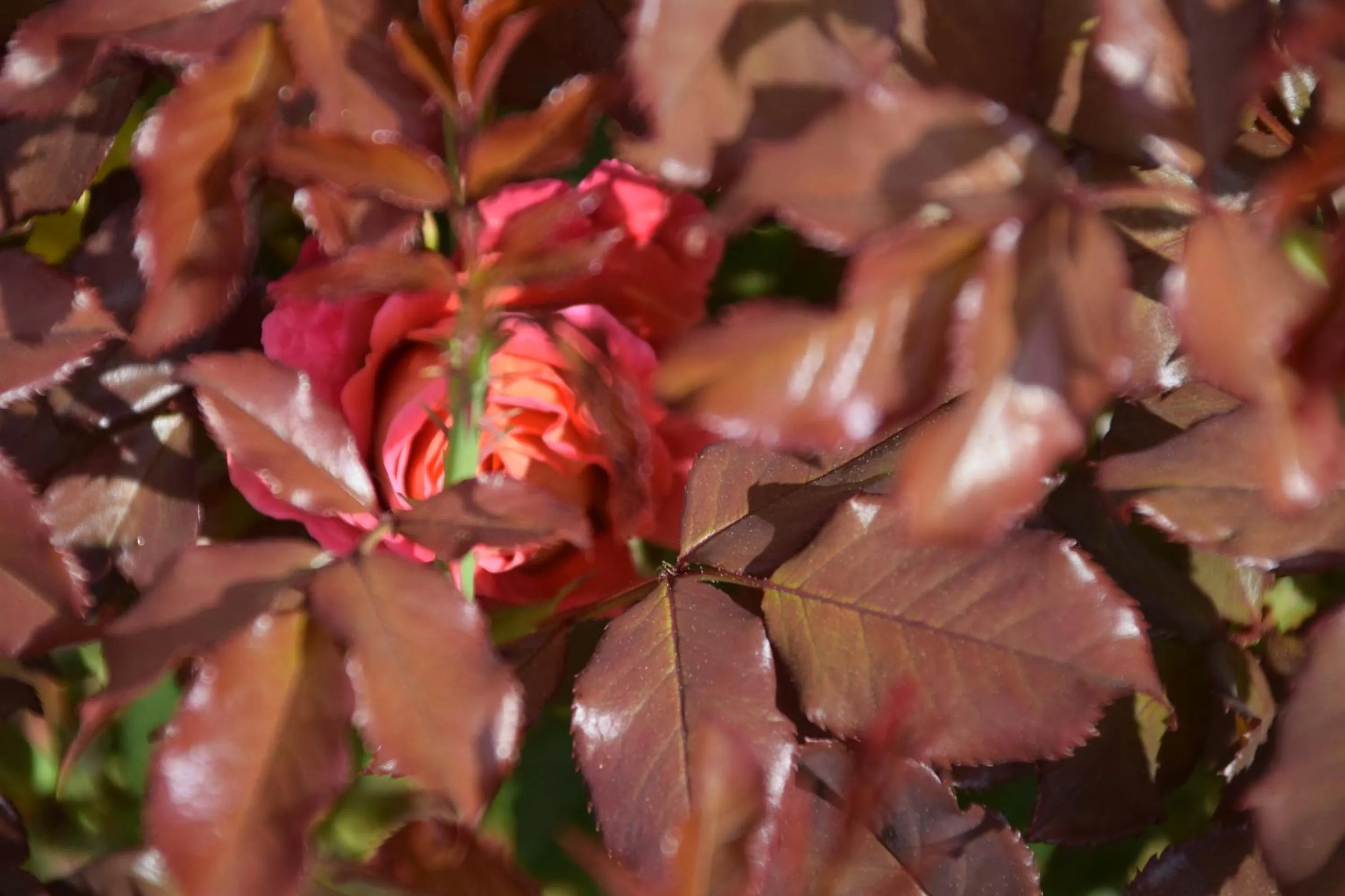 Natural landscape in La villa 13&15