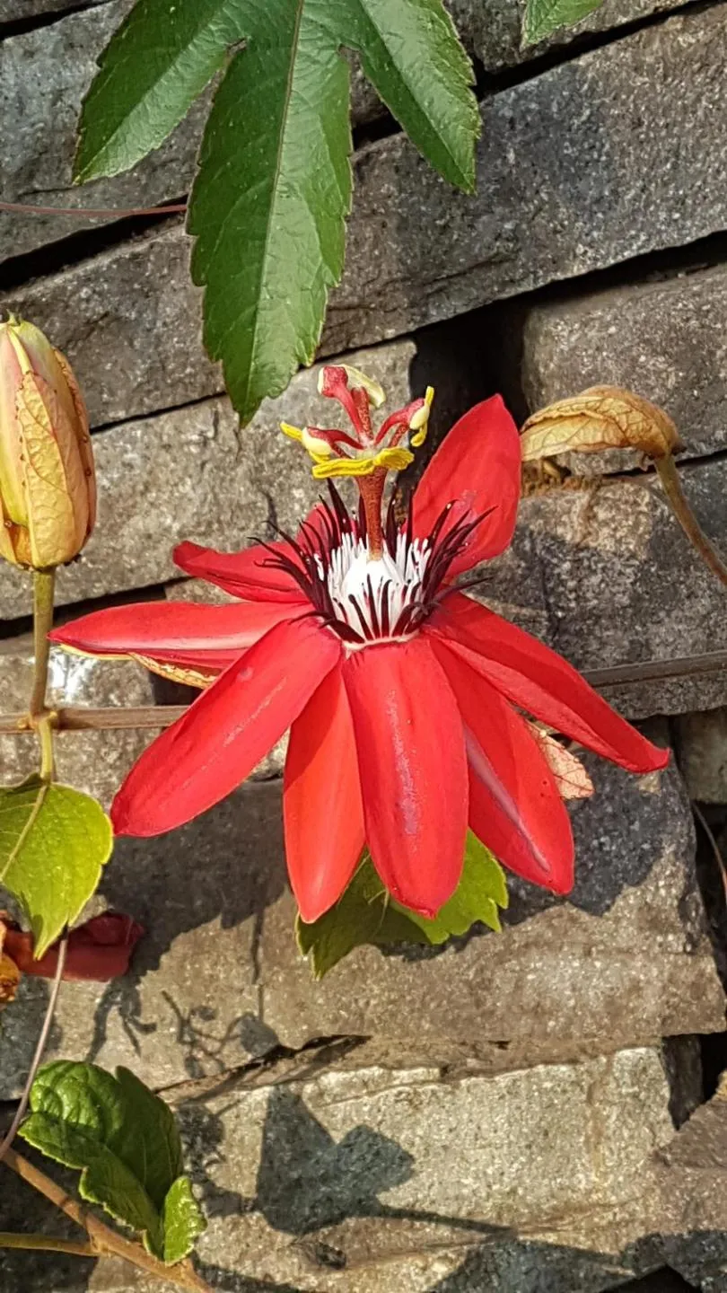 Garden in Hotel Giada
