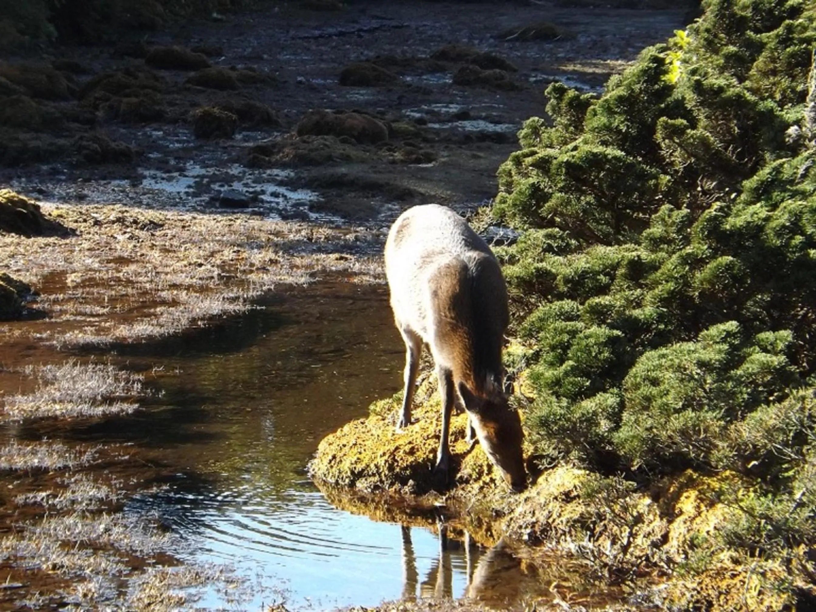 Animals in Maetakeso