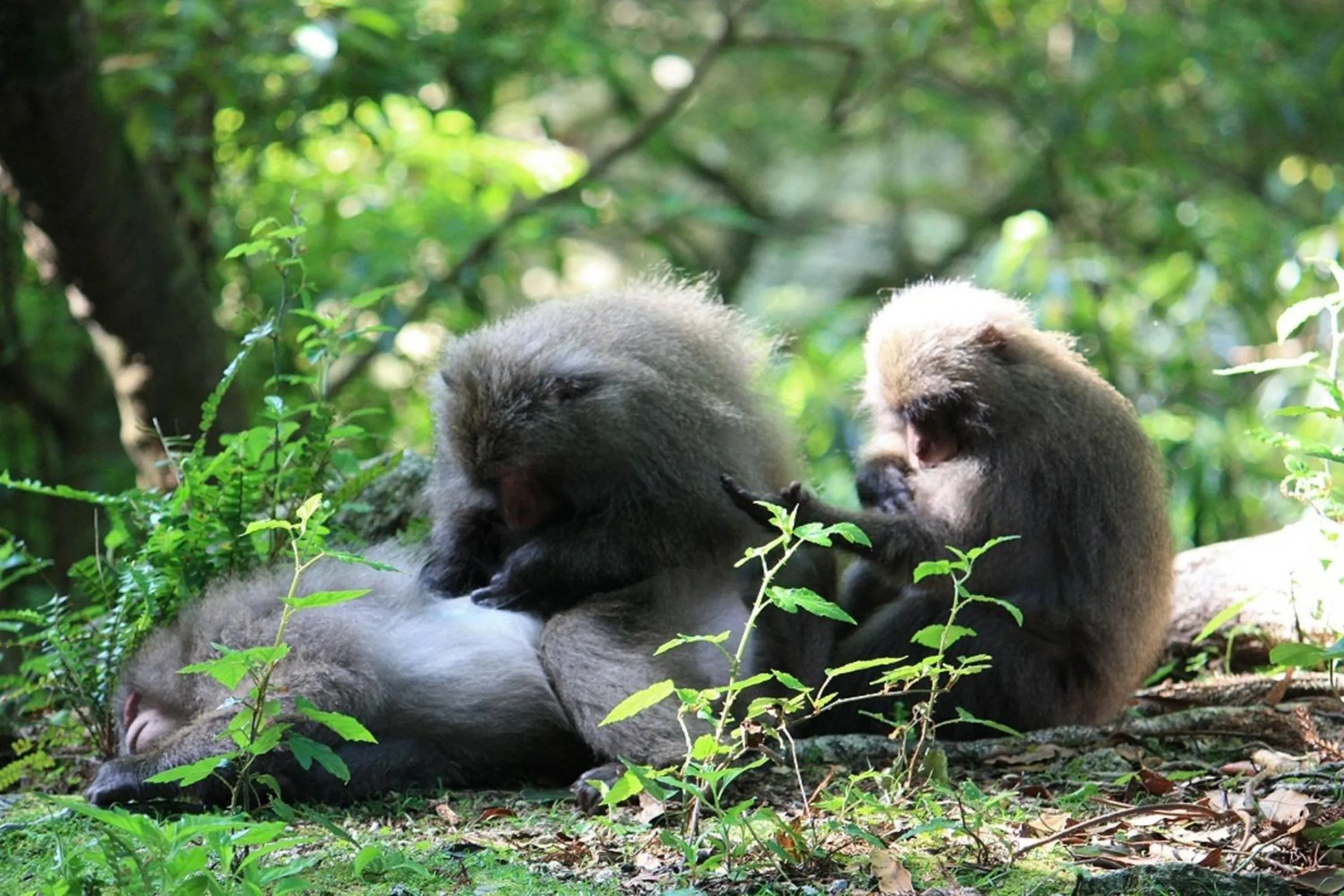 Animals in Maetakeso