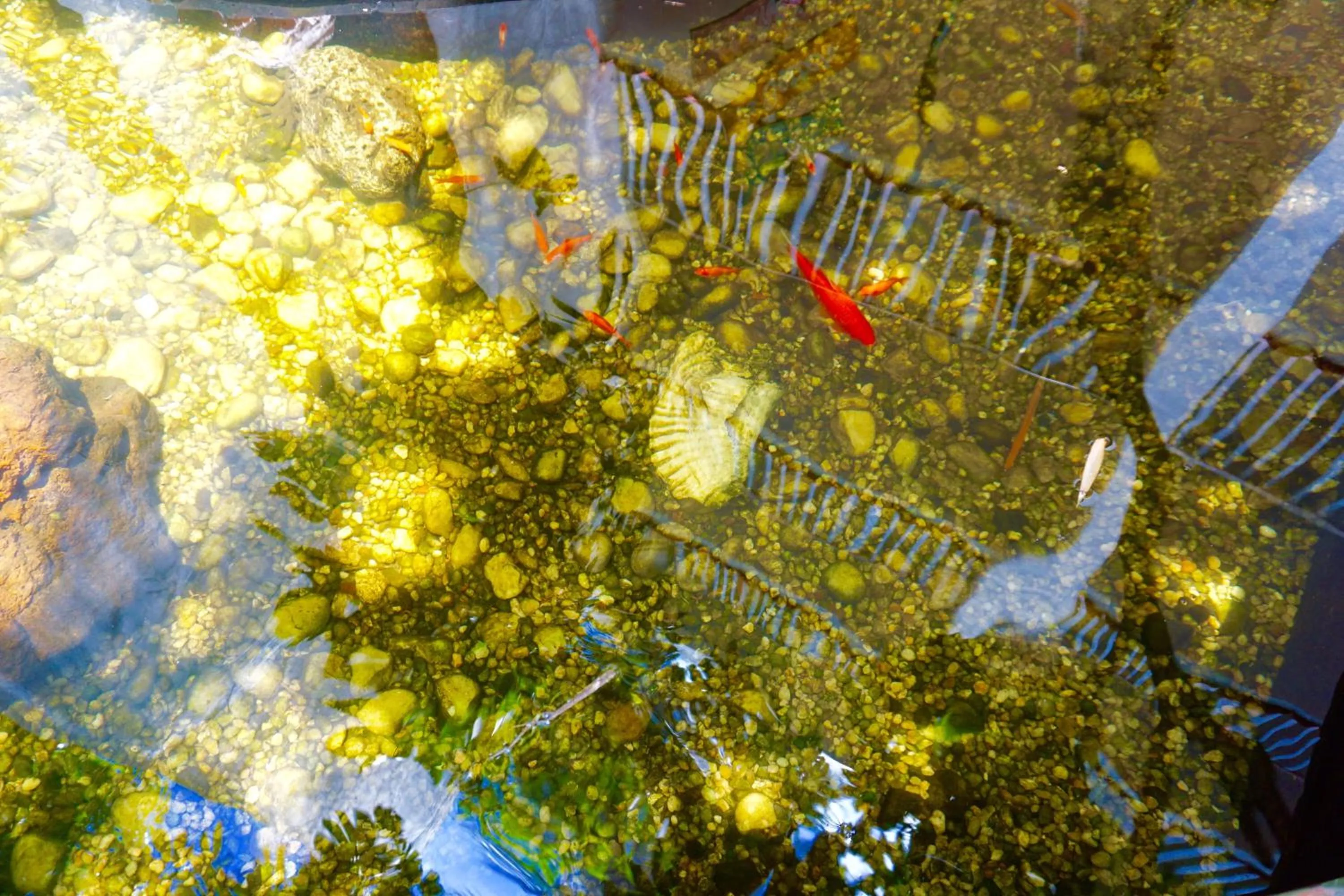 Animals in Riverside by the Beach Apartments